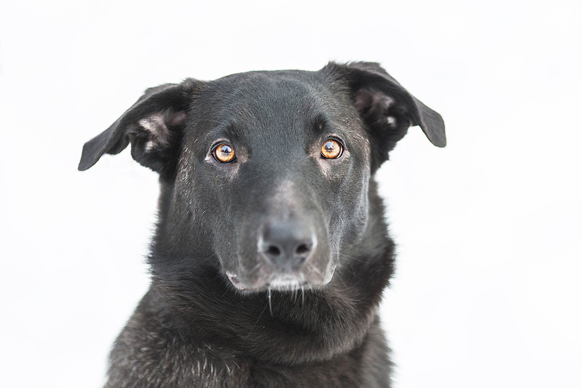 Животные. Фотограф в Твери и Москве Юлия Бахтамова