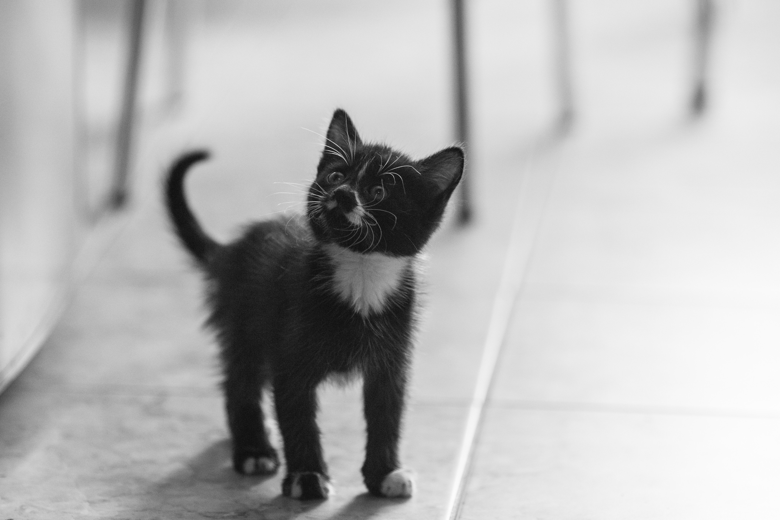 Животные. Фотограф в Твери и Москве Юлия Бахтамова