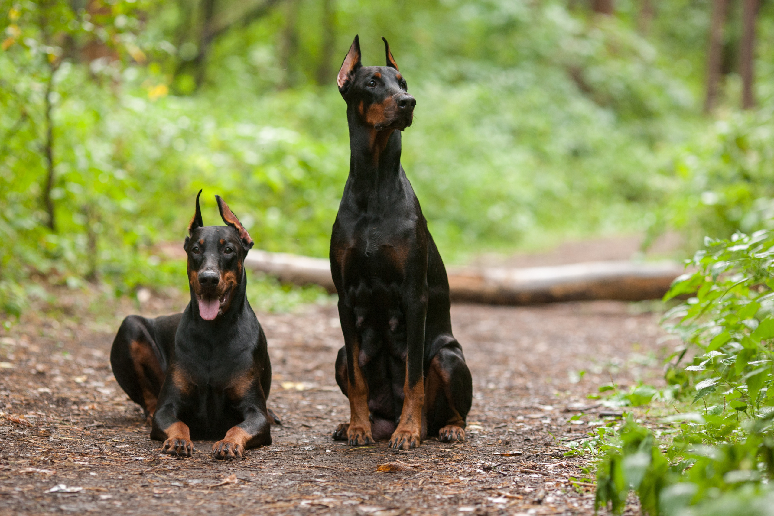 Два добермана на лесной тропинке