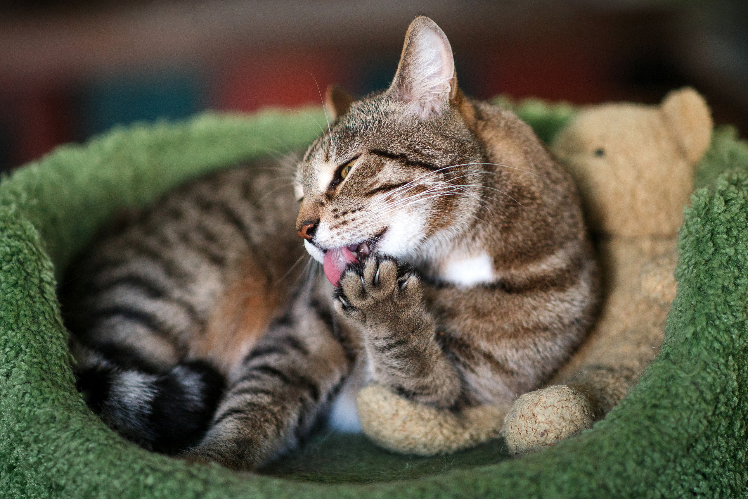 Животные. Фотограф в Твери и Москве Юлия Бахтамова