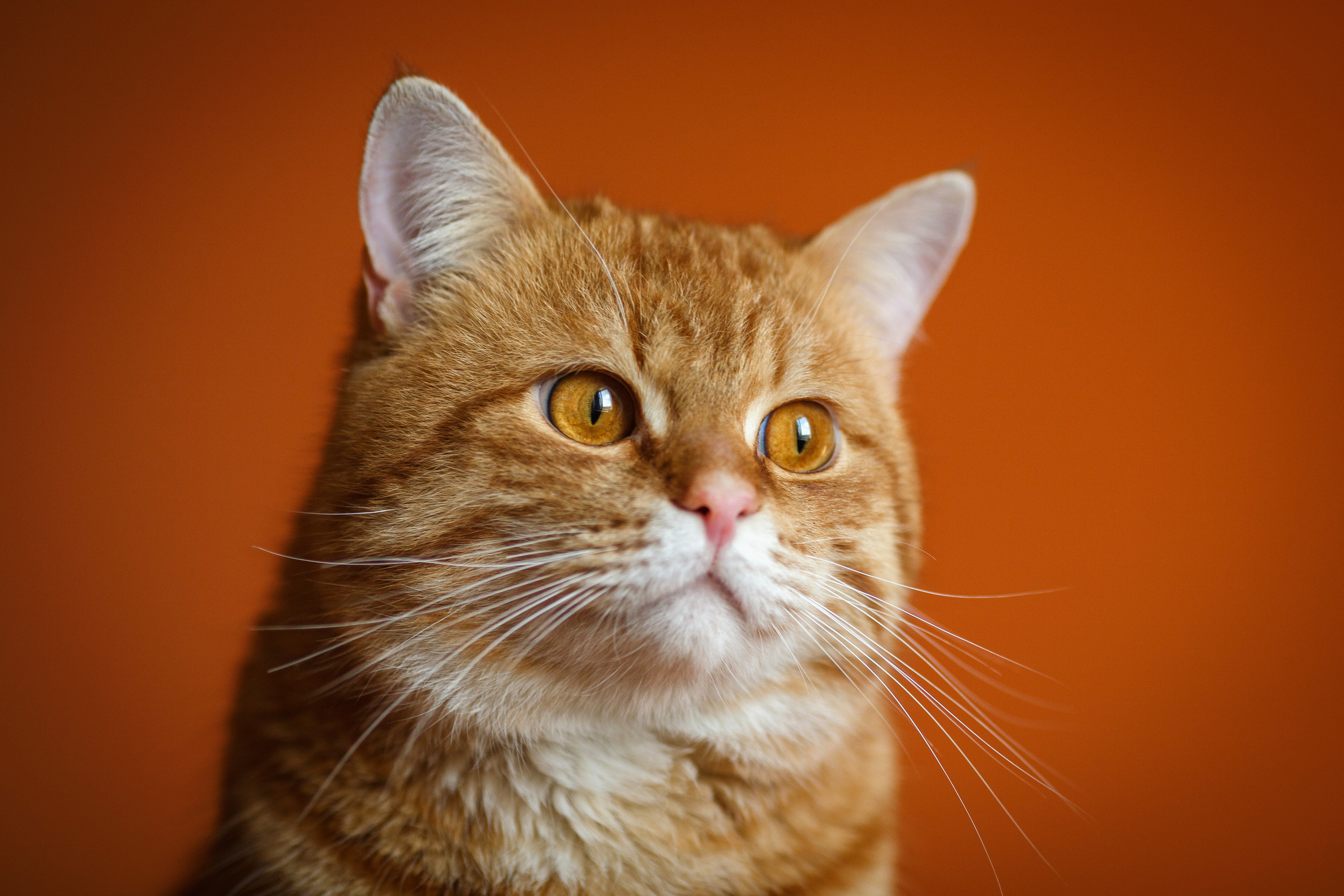 Рыжий полосатый котик