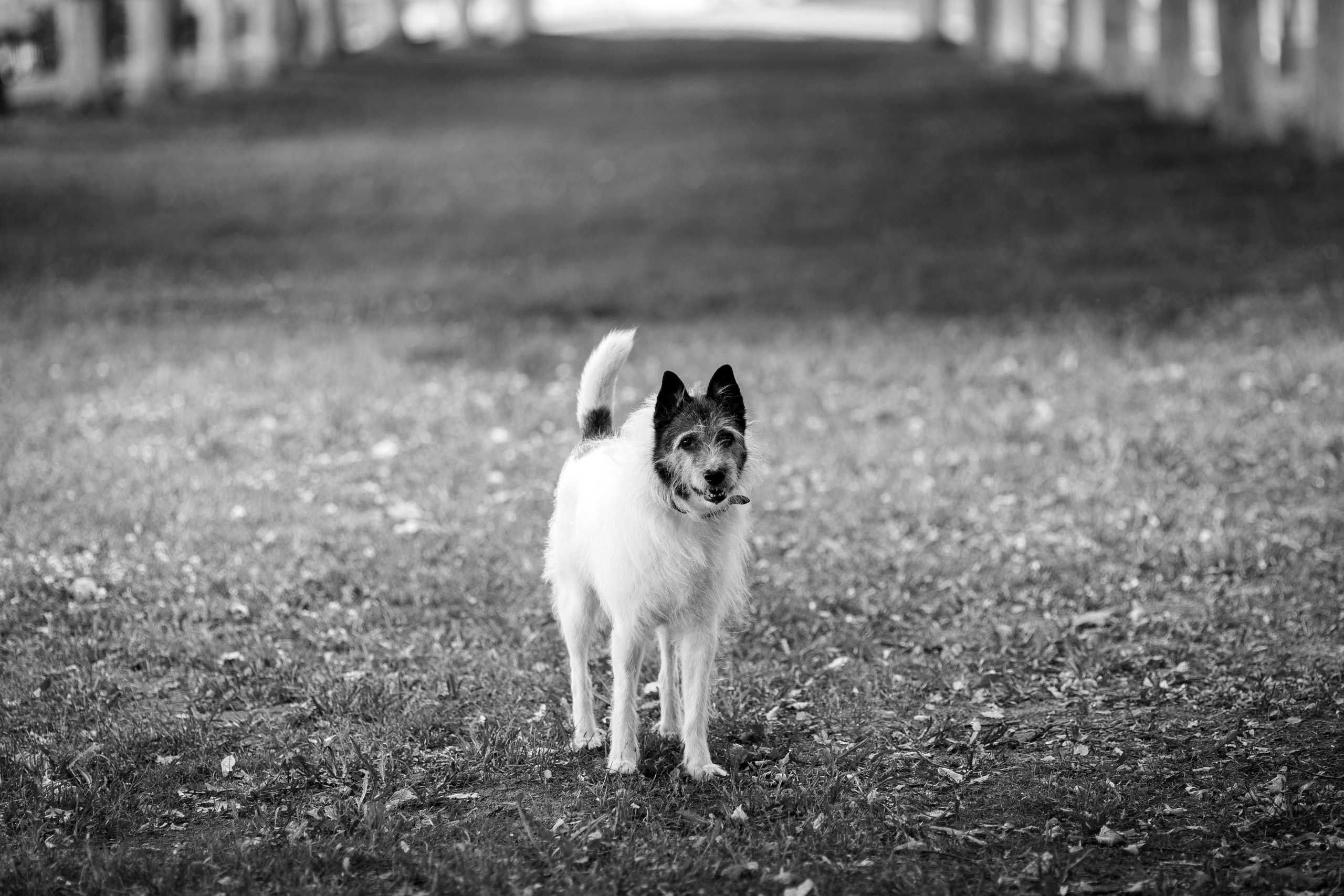 Животные. Фотограф в Твери и Москве Юлия Бахтамова