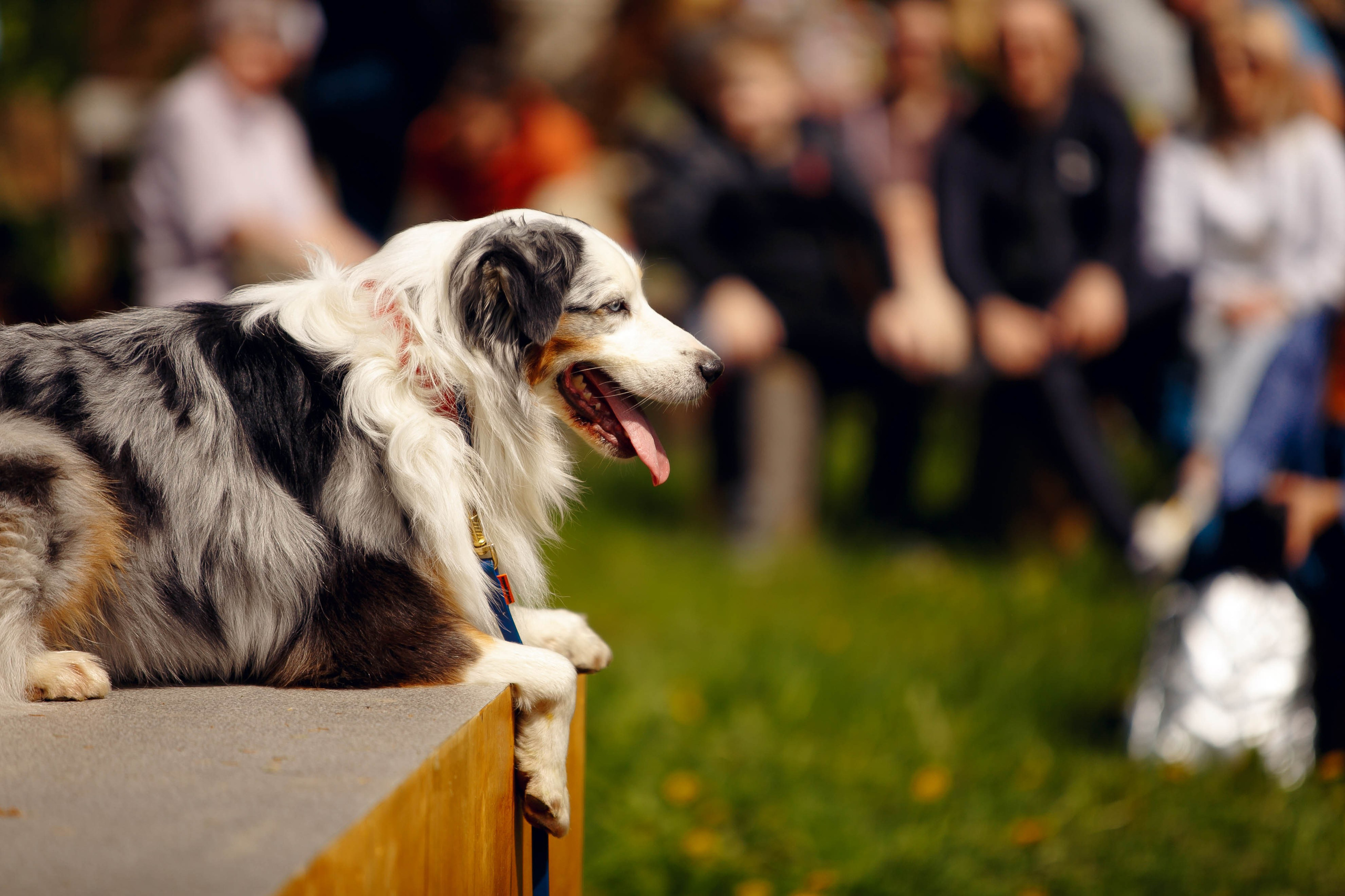 Фестиваль «Пастушьи забавы». Ваш репортажный фотограф Артемий Антонов