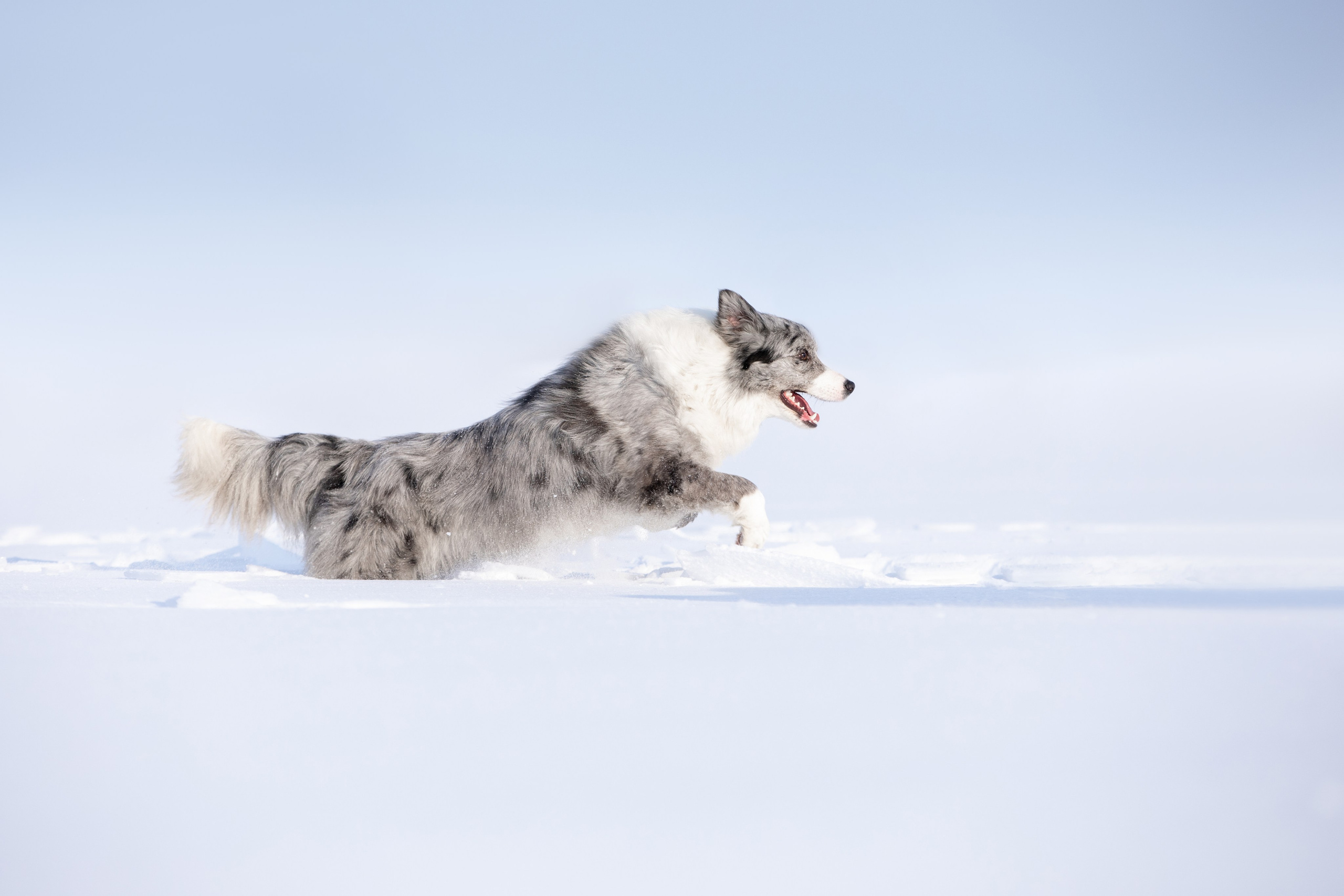 Мороз и солнце. О нас