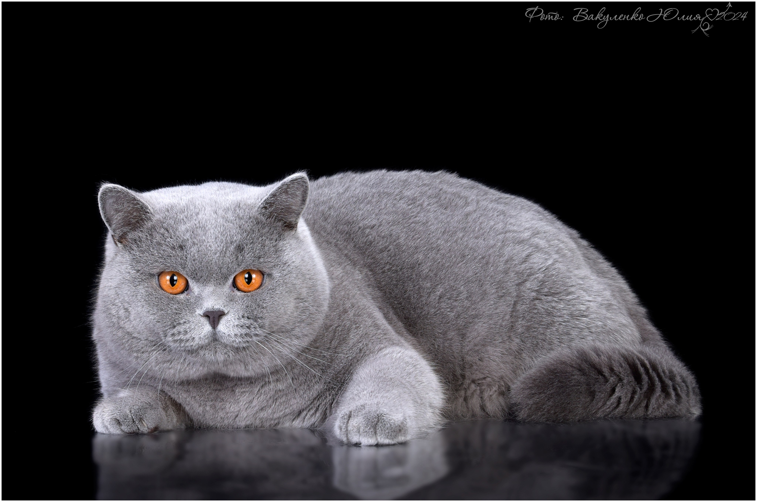 Jacob. Mauna Gastonia