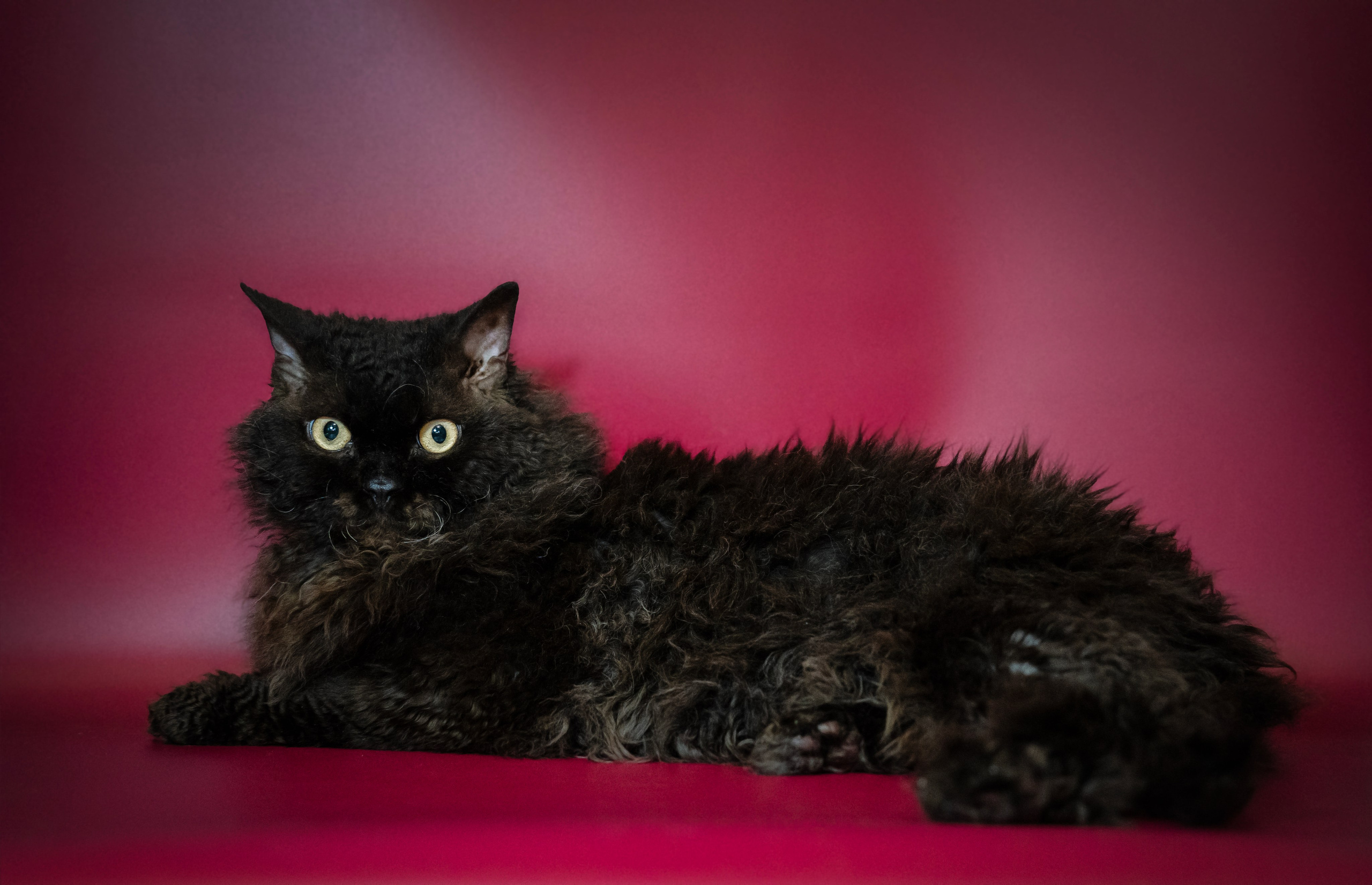 Котики. Семейный фотограф анималист г. Находка