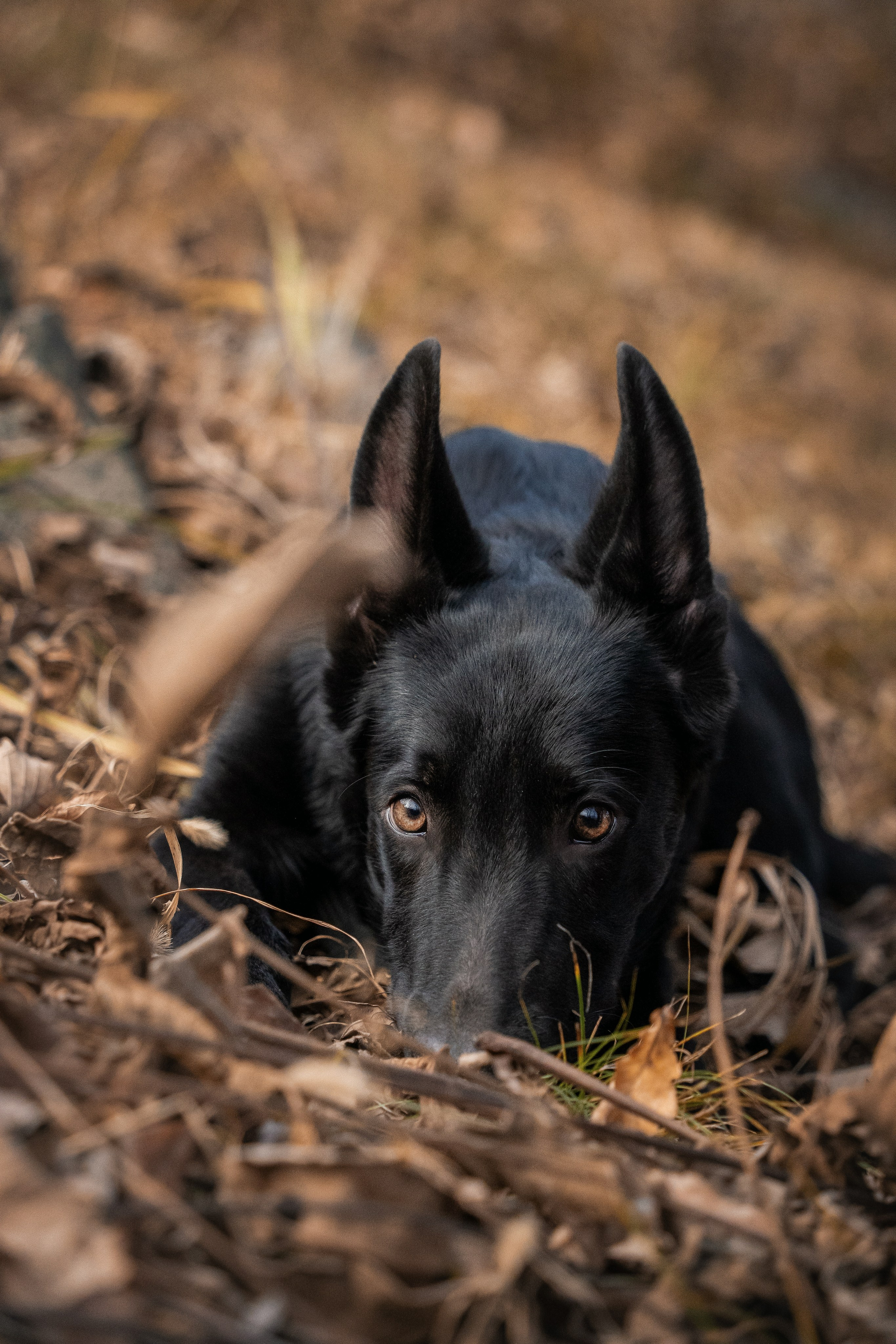 Щенки. Семейный фотограф анималист г. Находка