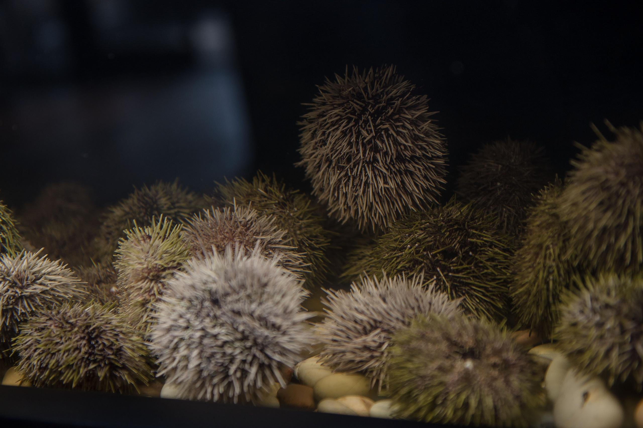 Интерьеры Ресторанов г. Москва. Фотограф в Москве