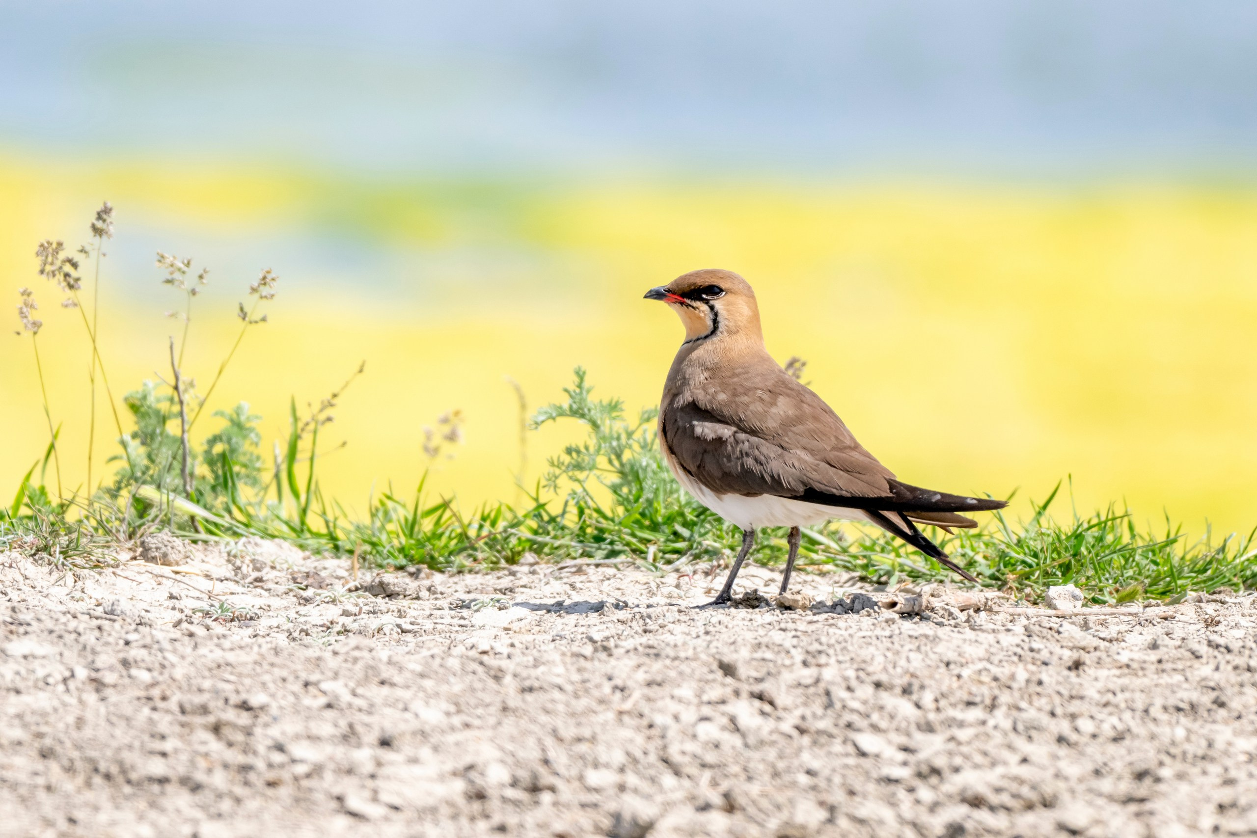 Дикая природа Дагестана. Май 2025 г. Foto-Zuev фотография как искусство