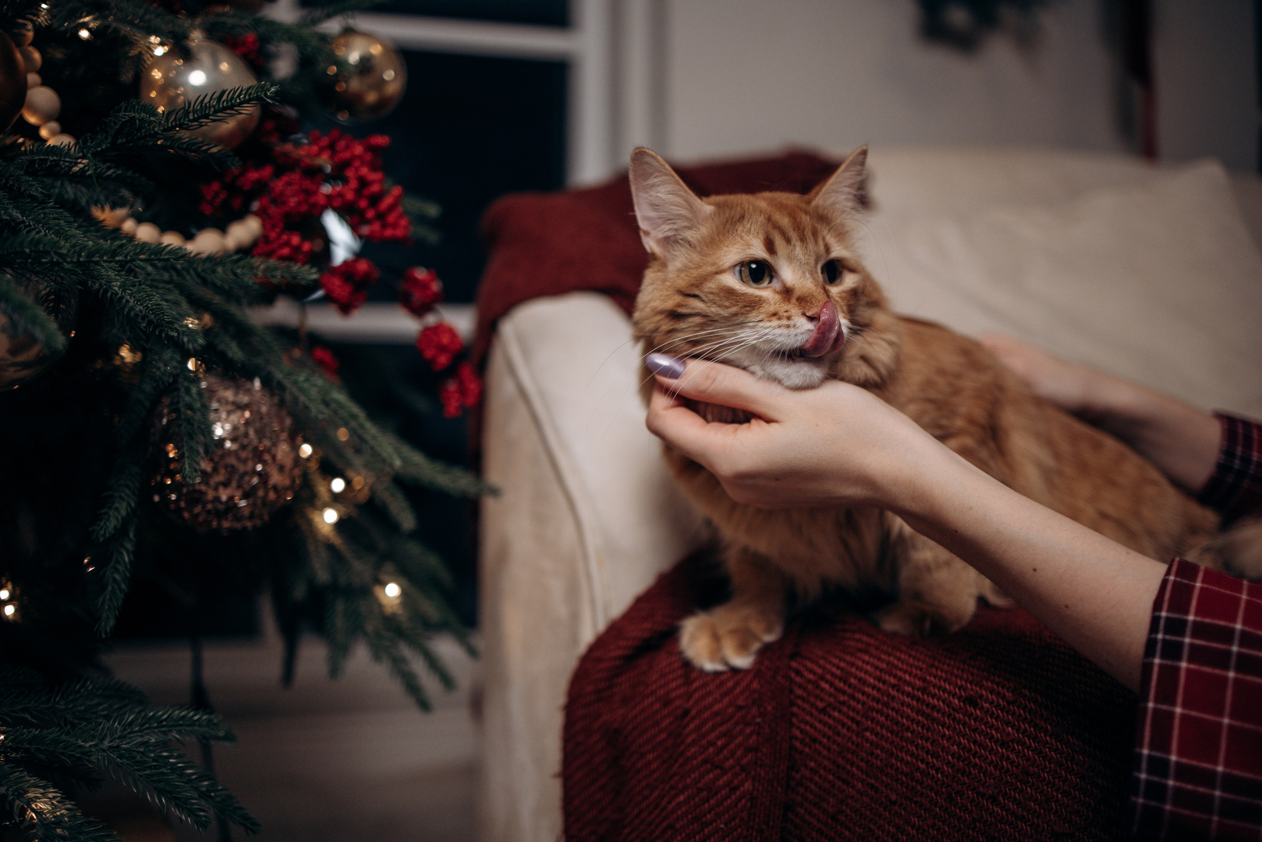 Эля и Франц. Фотограф — Анималист | Санкт-Петербург