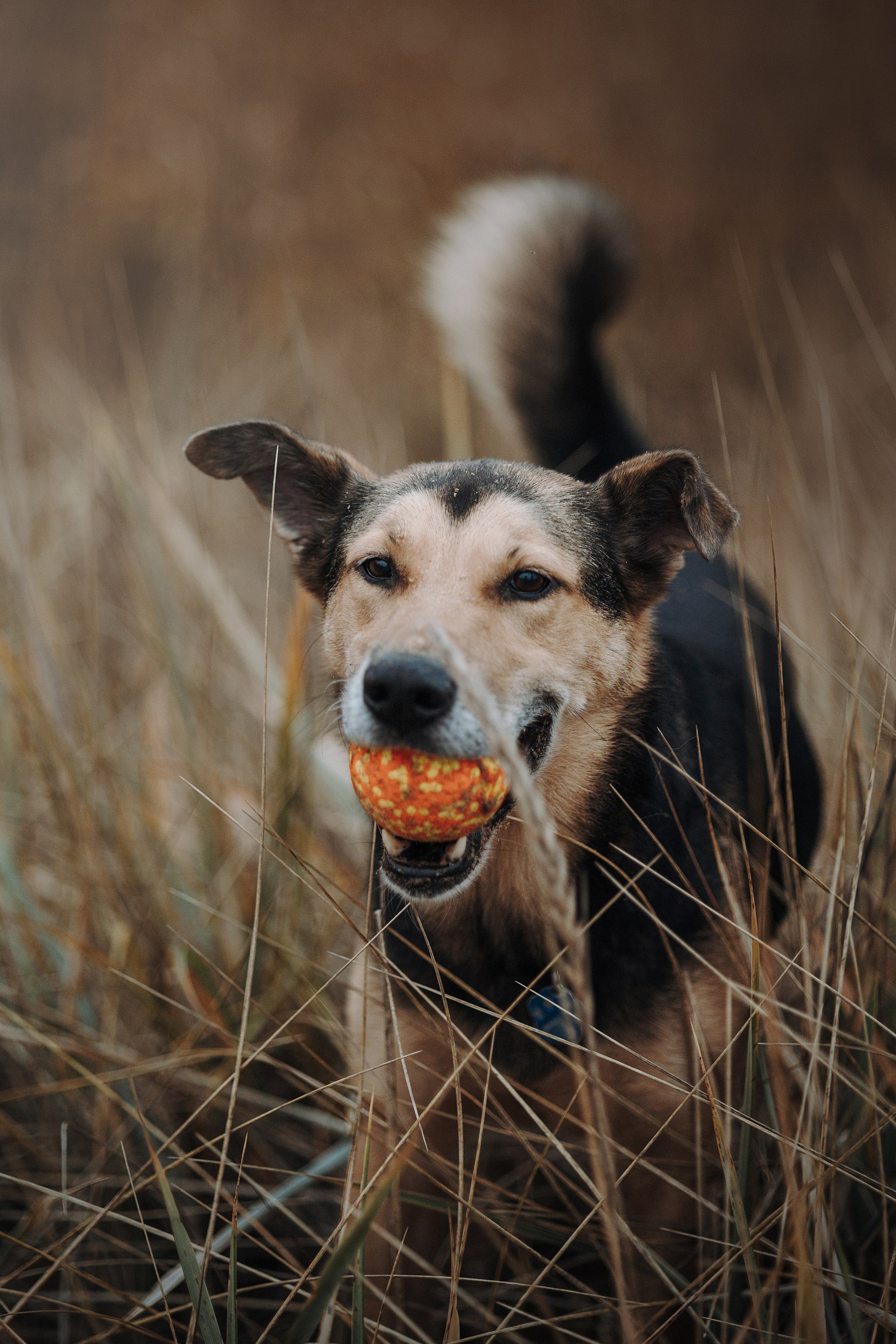 Наталья и Того. Фотограф — Анималист | Санкт-Петербург