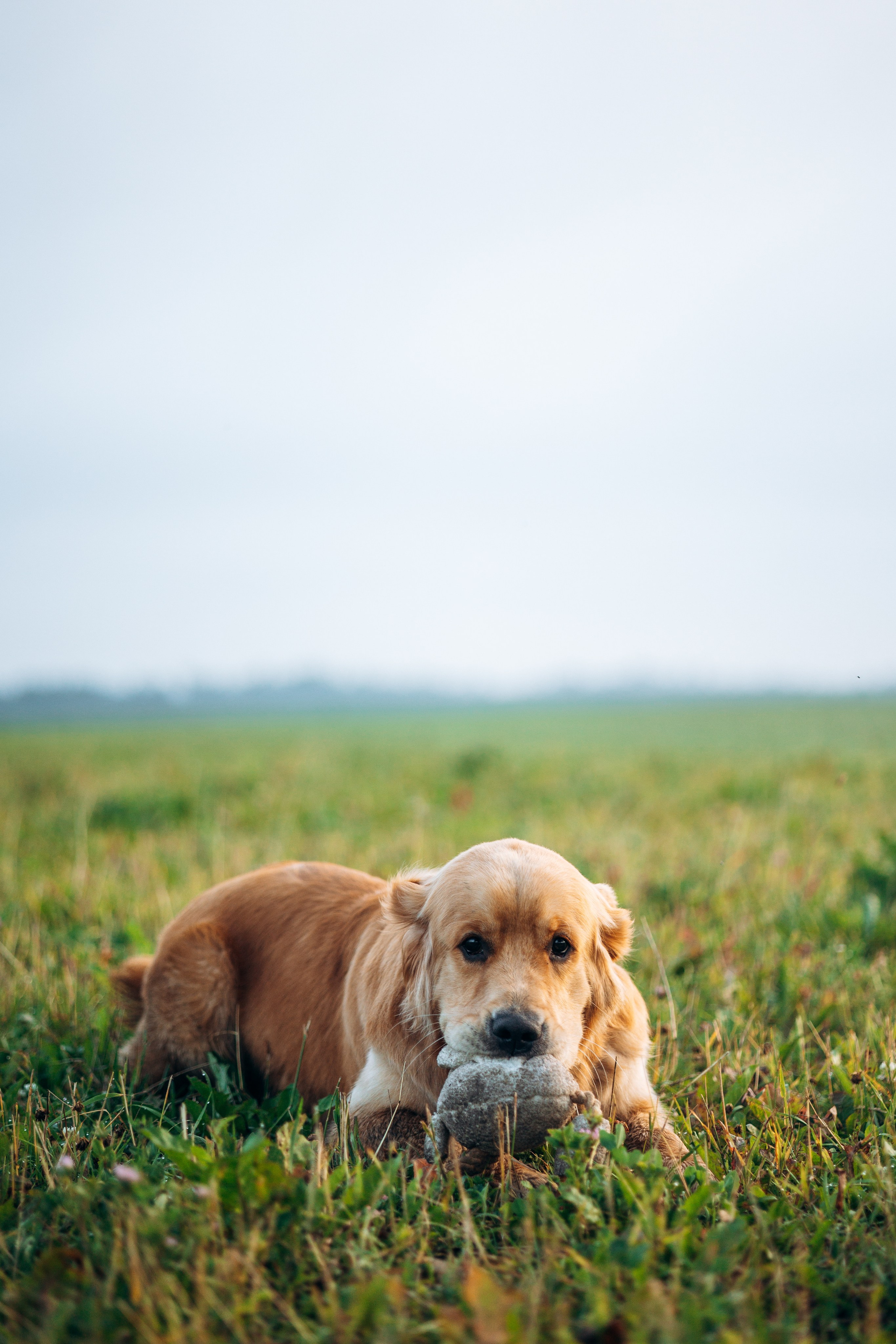 Аня и Ноллан. Фотограф — Анималист | Санкт-Петербург