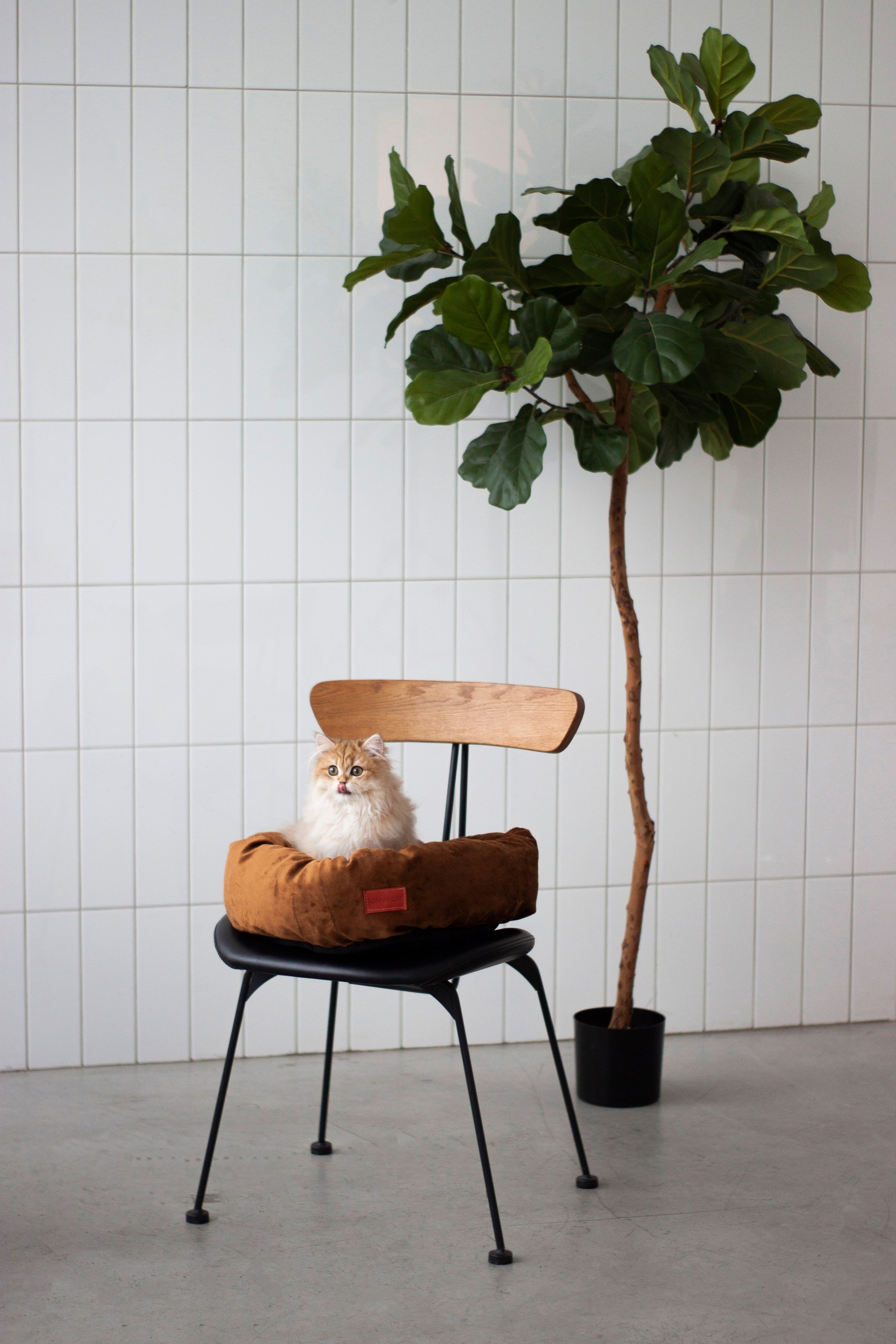 Работа с Tommy cat. Oksan_photo