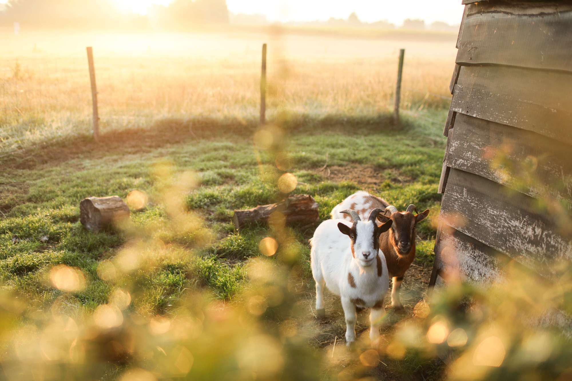 Pier & Mari 2018 France/Belgium. Wedding and family photographer in Moscow