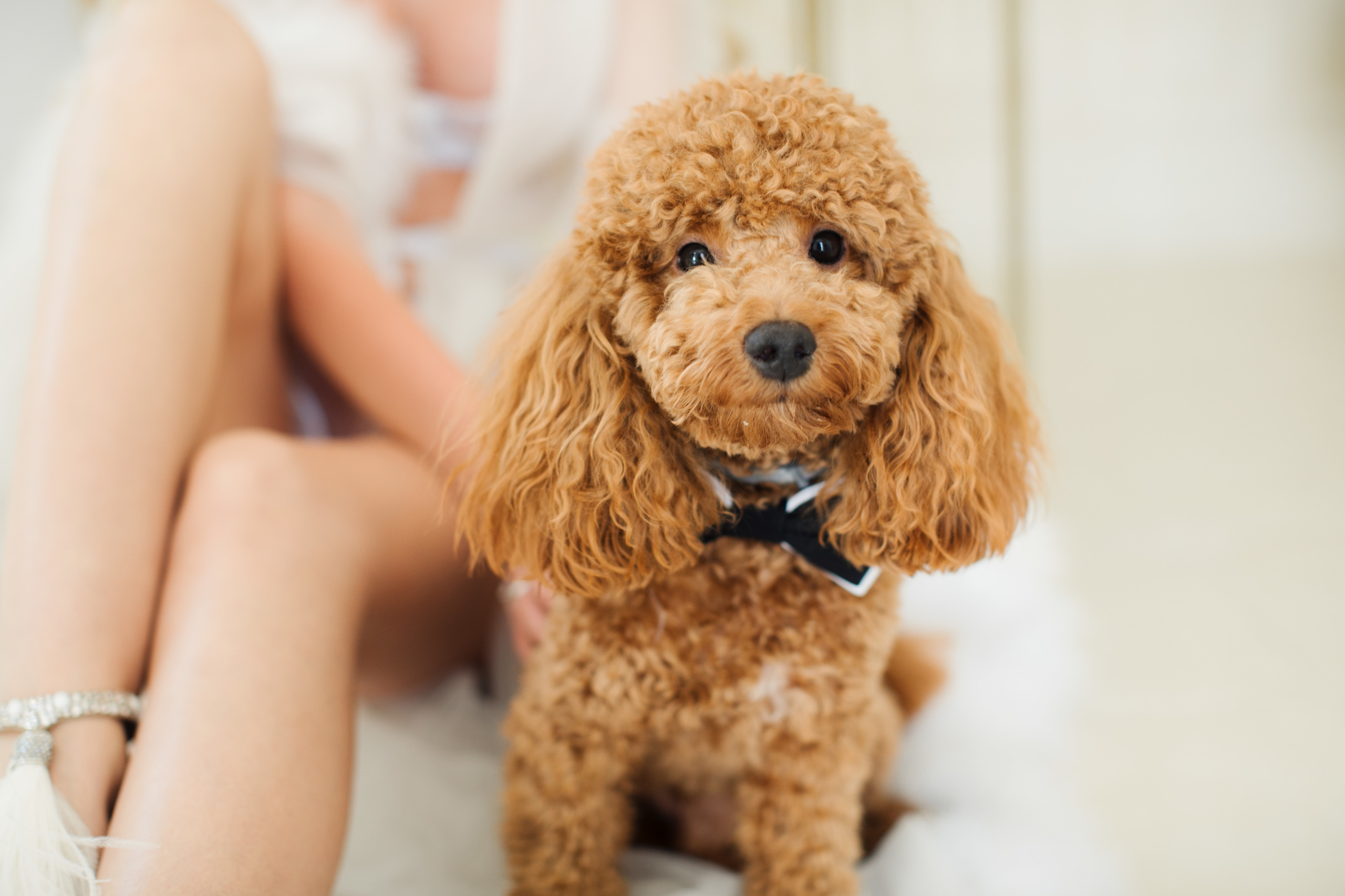 Andrei & Alena 2019 Moscow. Wedding and family photographer in Moscow