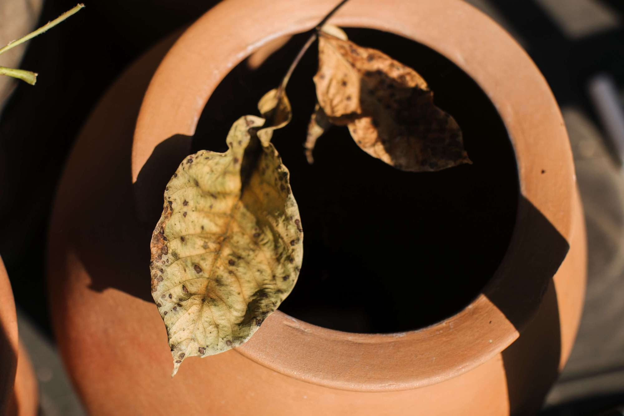 Dima & Katya 2018 Georgia. Свадебный и семейный фотограф в Москве