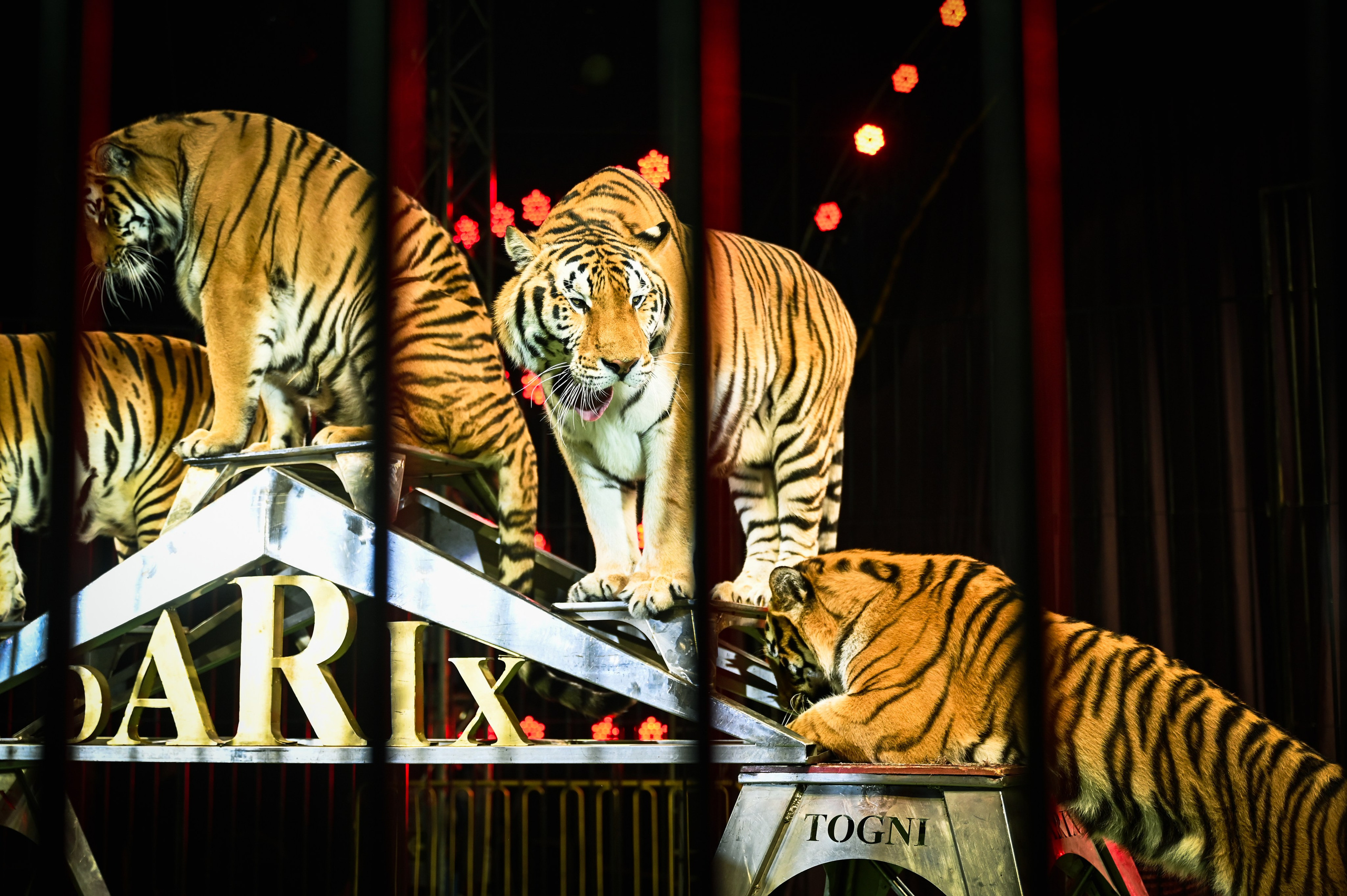 Шоу. Мария Черных — портретный и семейный фотограф в Краснодаре