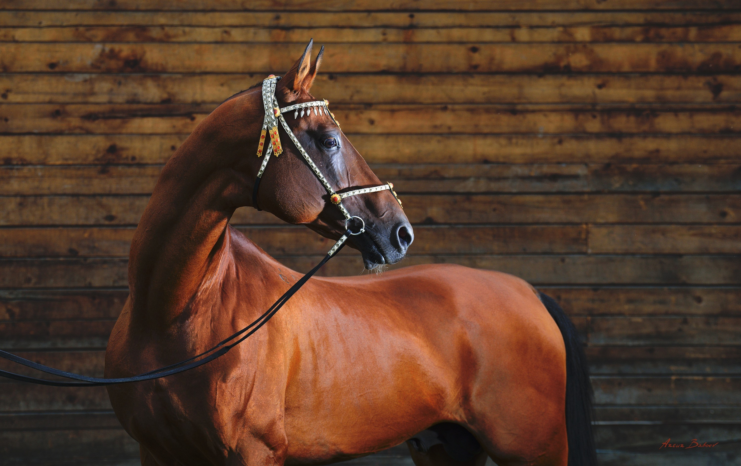 Gallery. Art photos of horses — ARTUR BABOEV | Photographer