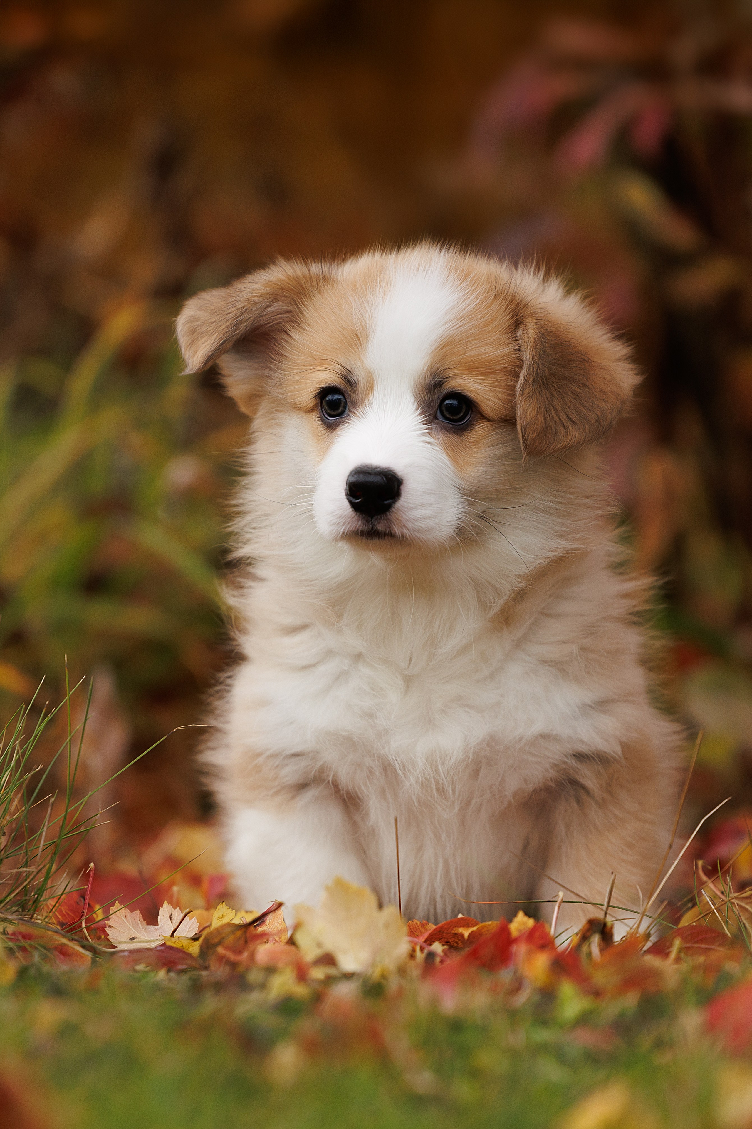 Фотограф-анималист и бренд-фотограф в Москве | Фотография собак, людей, бизнес-портрет