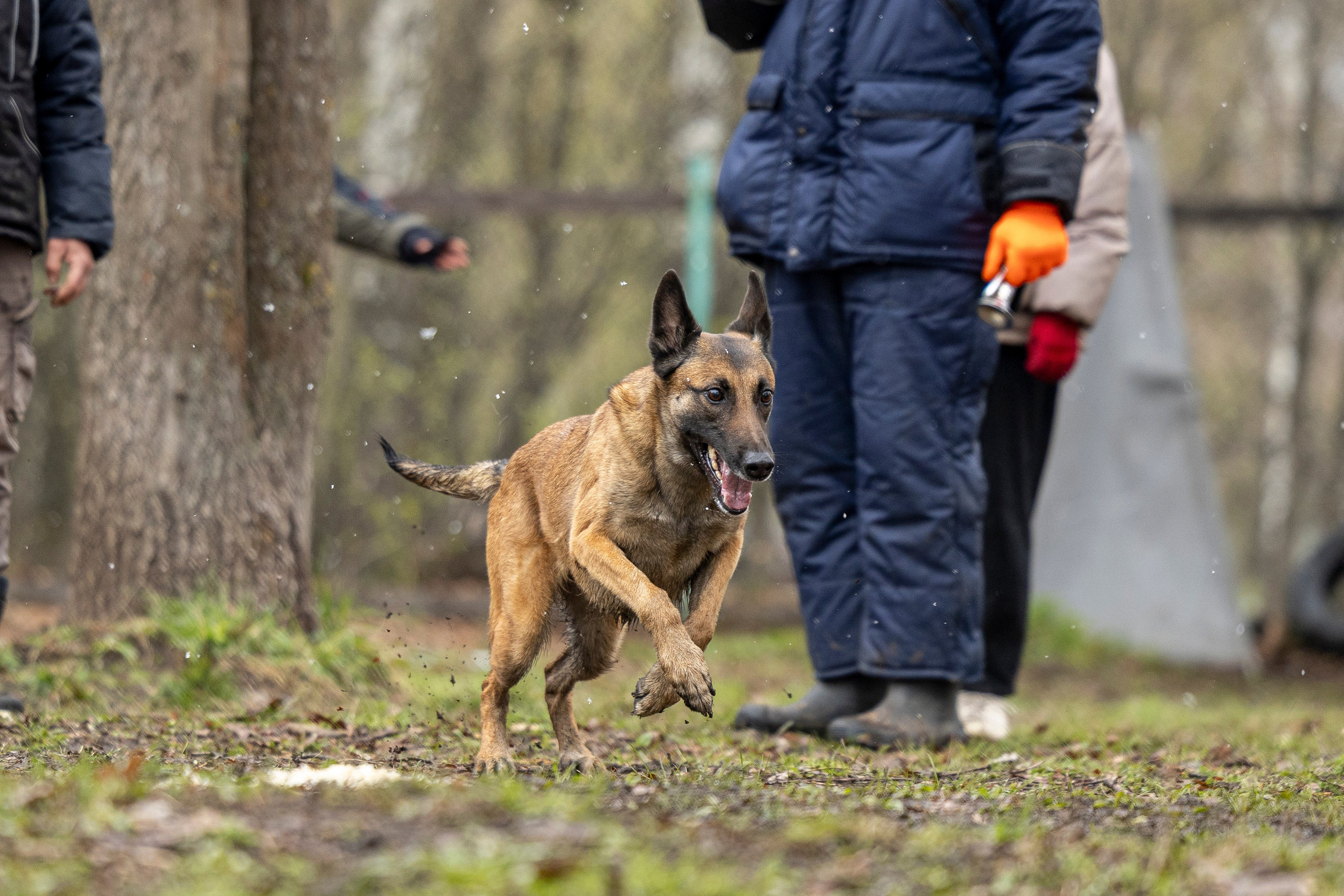 Квалификационные состязания по мондьорингу г. Вологда 11.05.24. Фотограф-анималист Анна Маринич