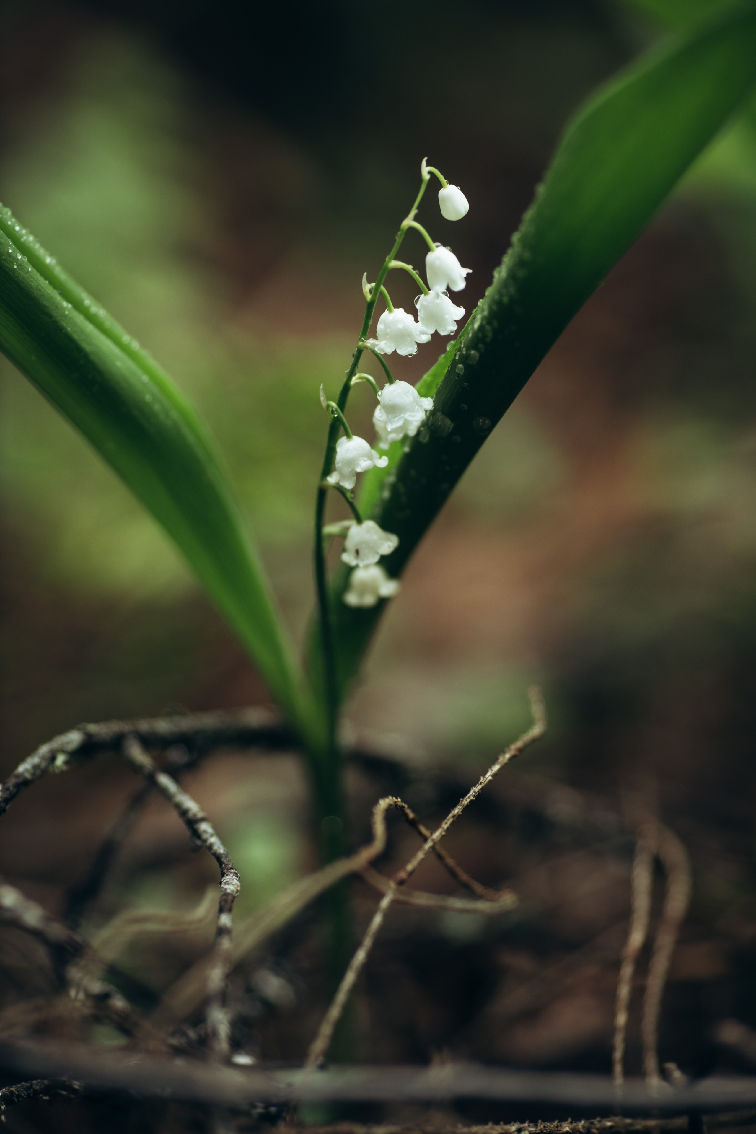 Природные пейзажи. Наталия Клевинскас портретный фотограф в Костроме