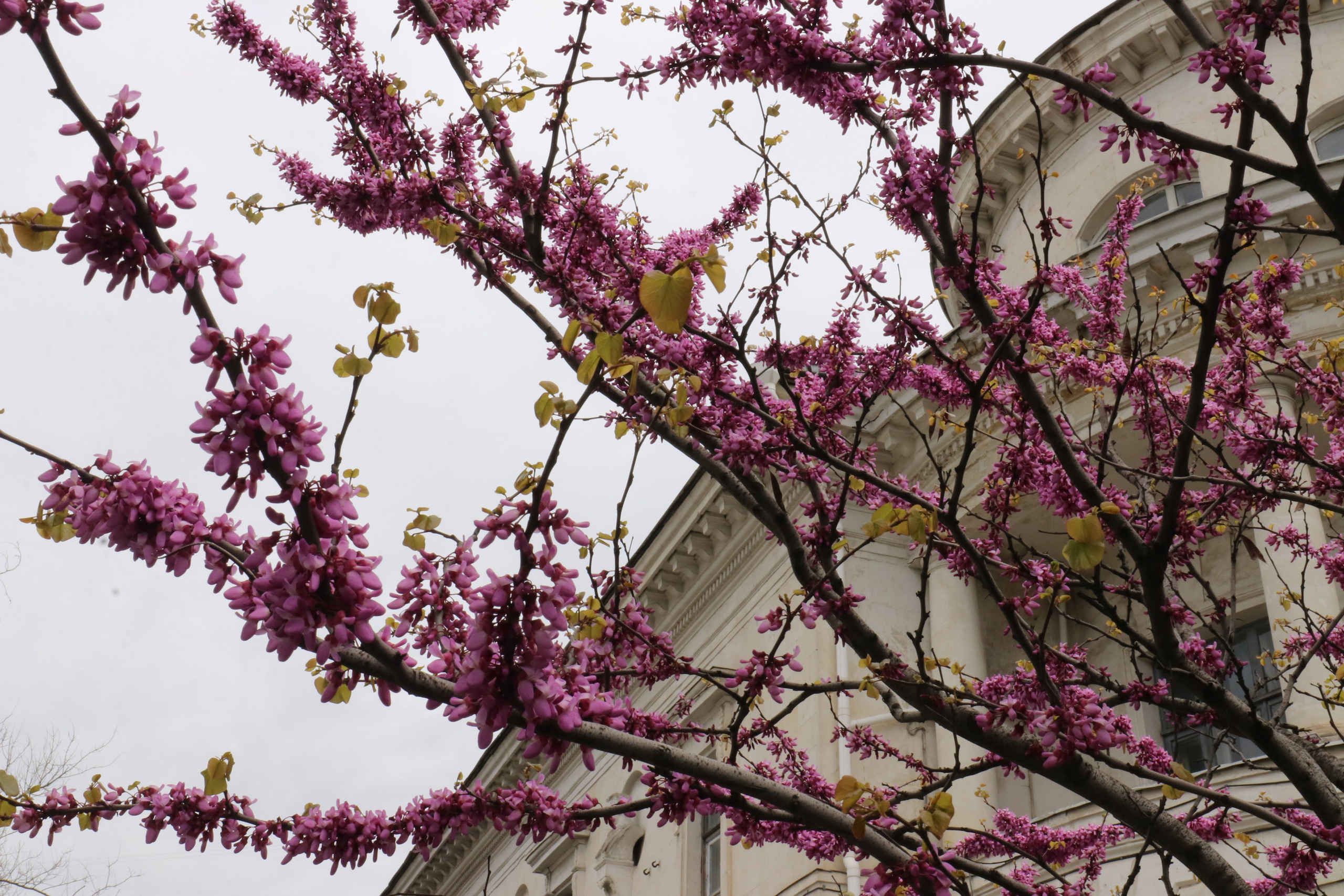 Крым. ЮБК (Севастополь, Кастрополь, Ялта). Май 2023. Путешественник-фотограф из Санкт-Петербурга Татьяна Свистулина
