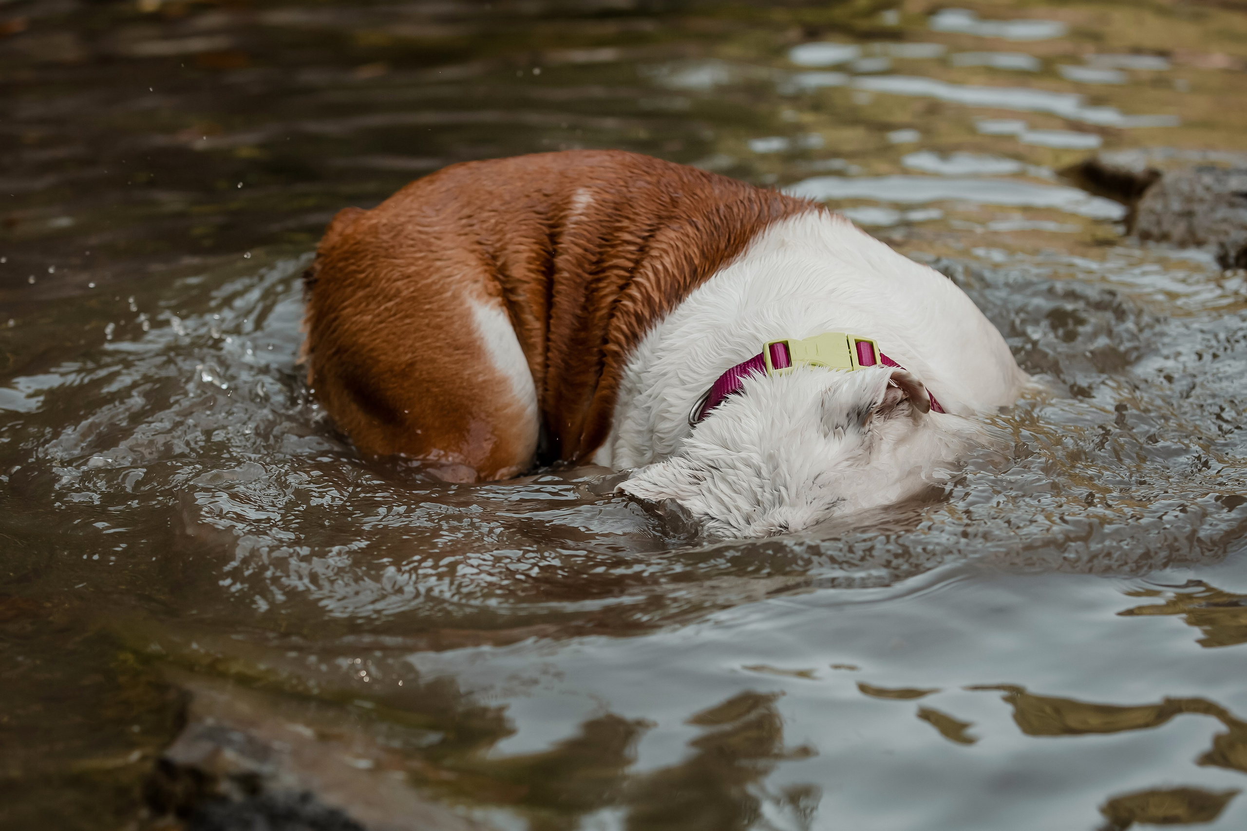 Фотосессия английского бульдога на речке. Фотограф-анималист в Краснодаре Маша Мельникова