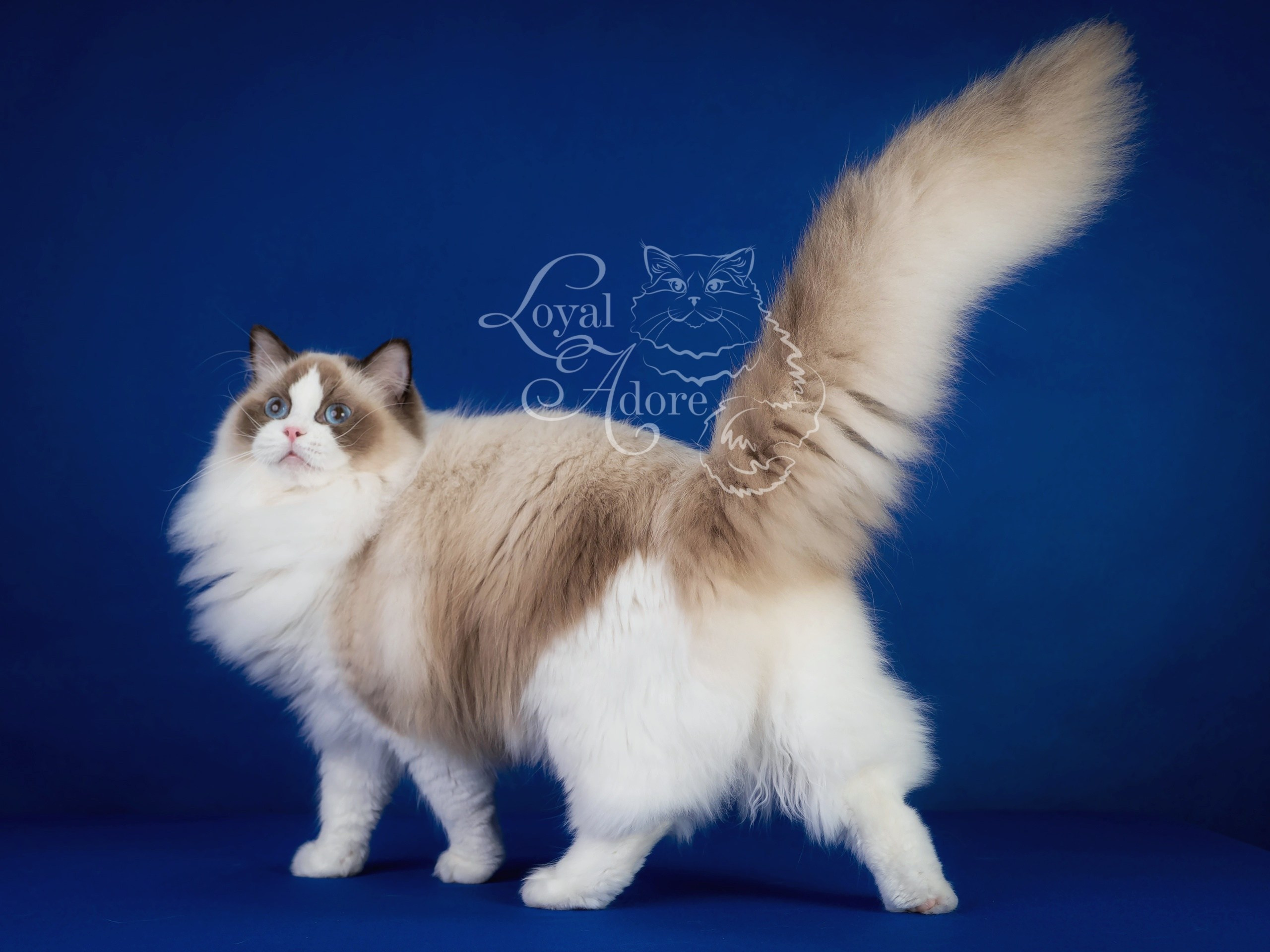 Кошки производители Loyal Adore. Питомник рэгдолл Loyal Adore