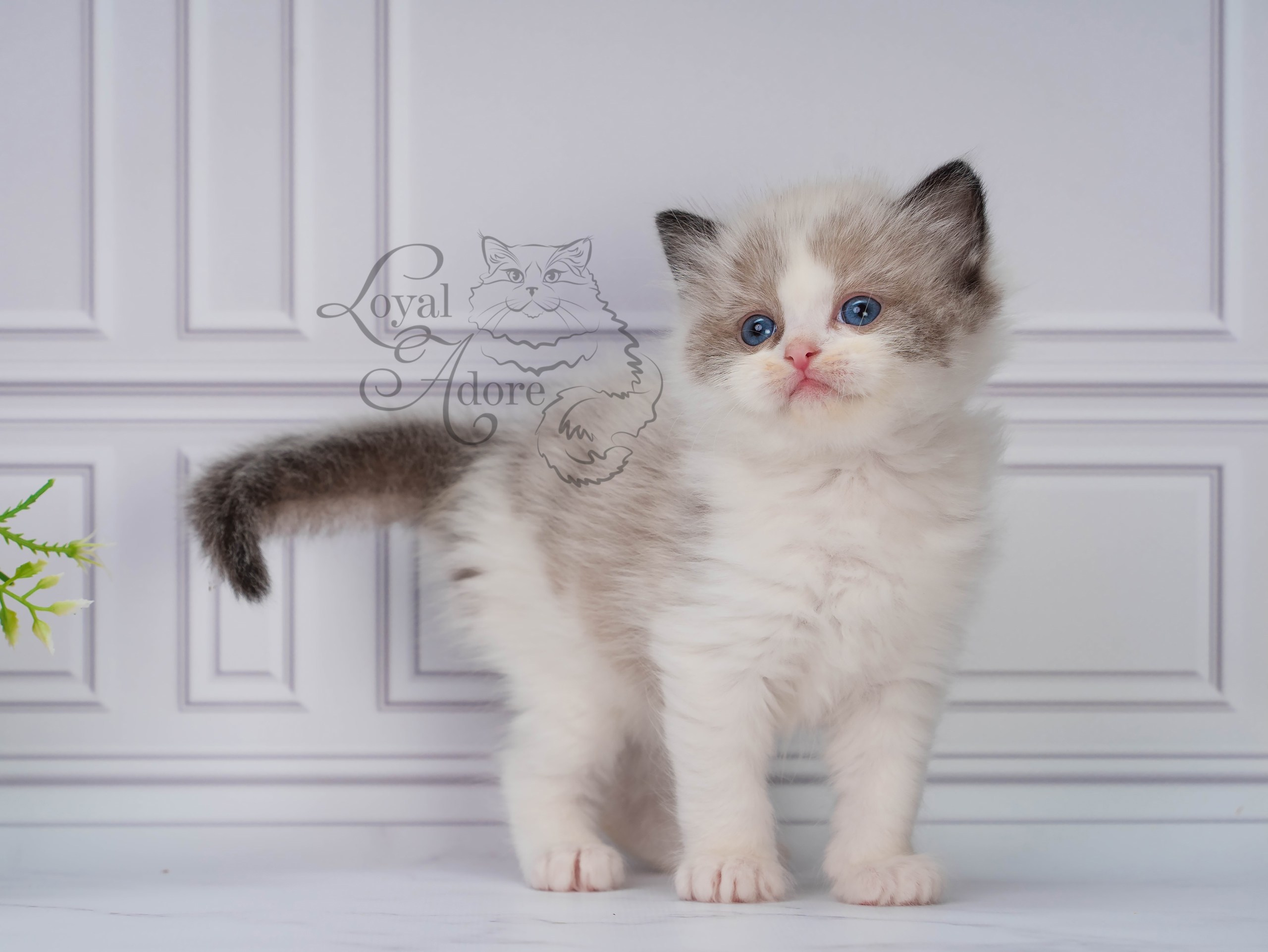 Котята рэгдолл от Loyal Adore. Питомник рэгдолл Loyal Adore