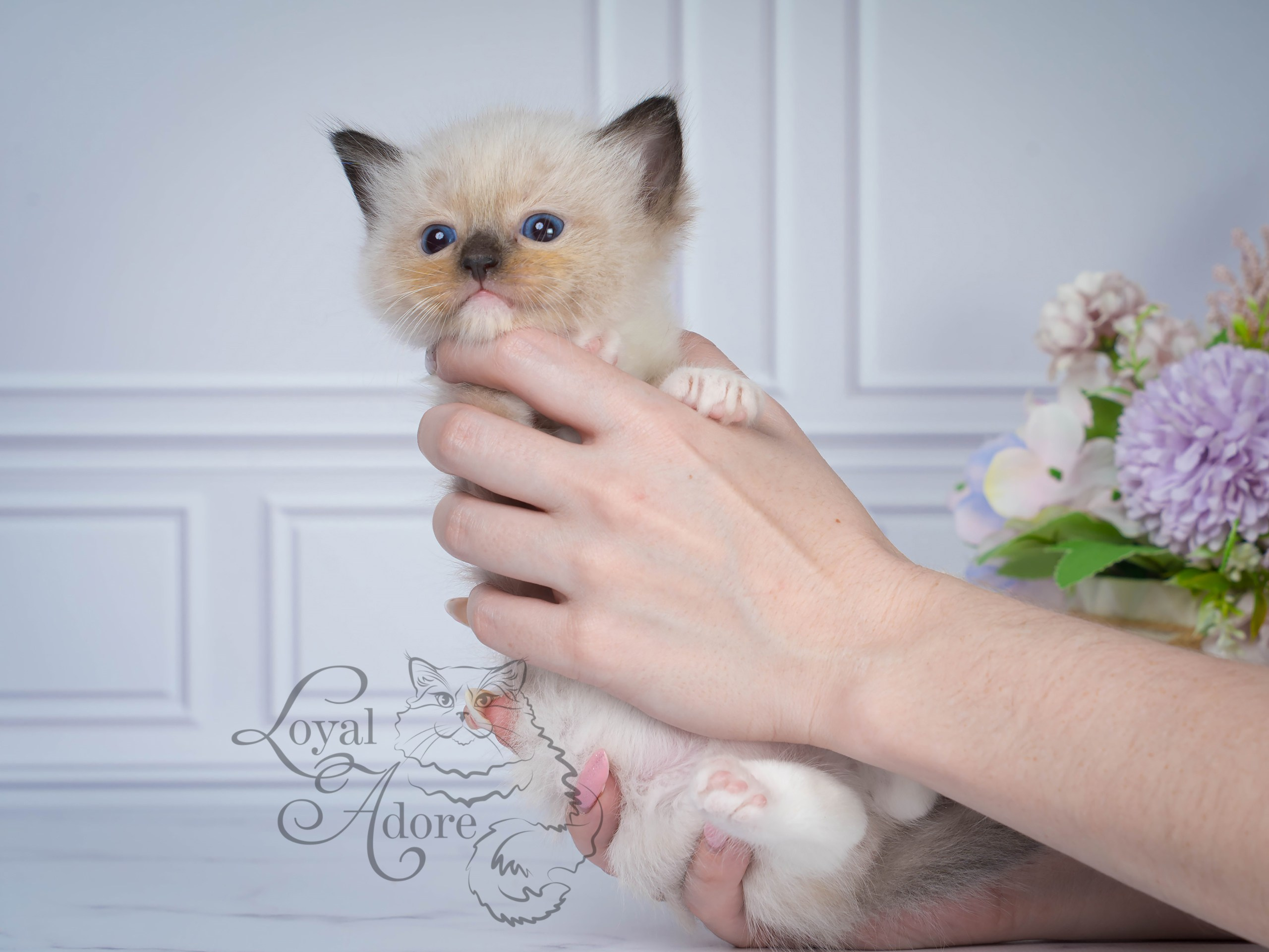 Котята рэгдолл от Loyal Adore. Питомник рэгдолл Loyal Adore