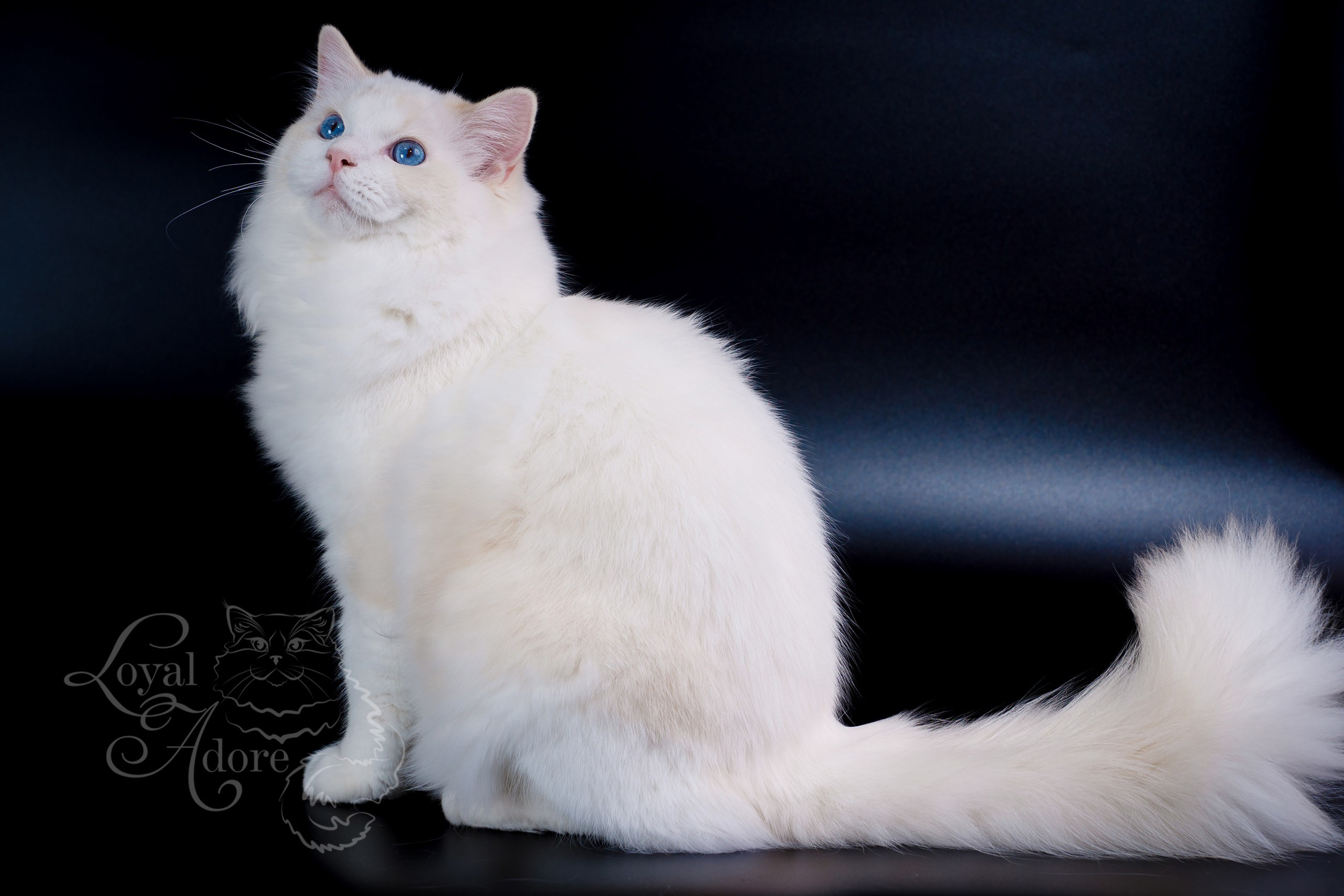 Коты производители Loyal Adore. Питомник рэгдолл Loyal Adore