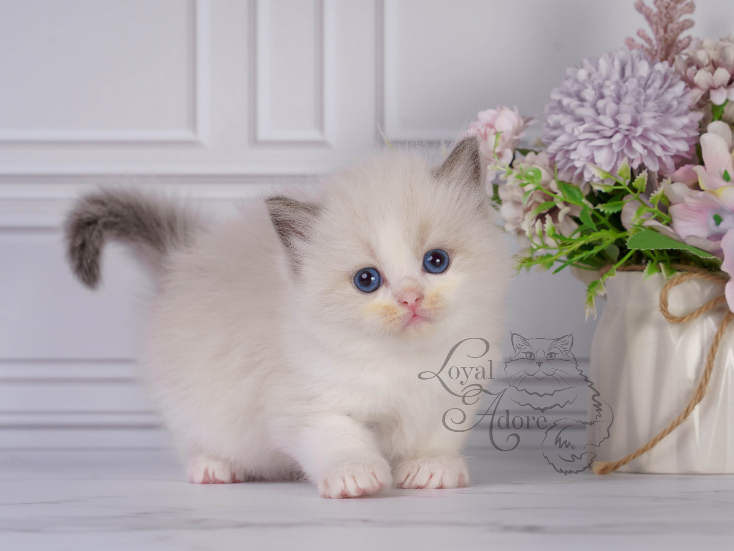 Котята рэгдолл от Loyal Adore. Питомник рэгдолл Loyal Adore