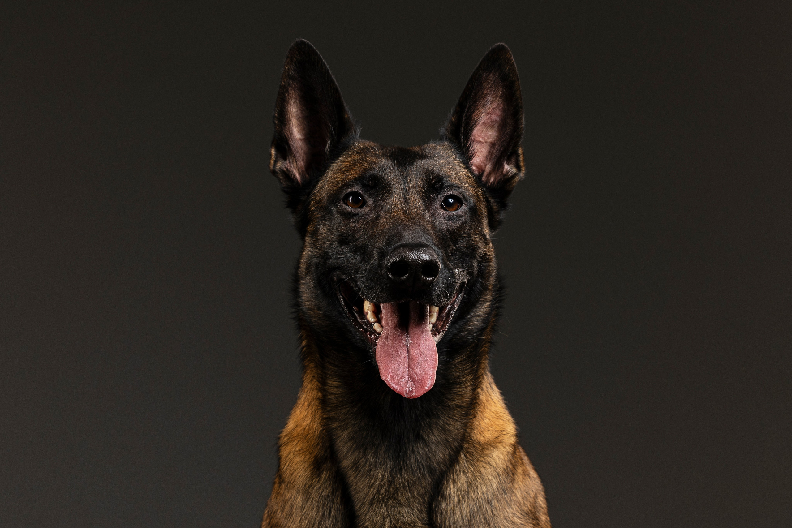 Студия. Фотограф-анималист Анна Маринич