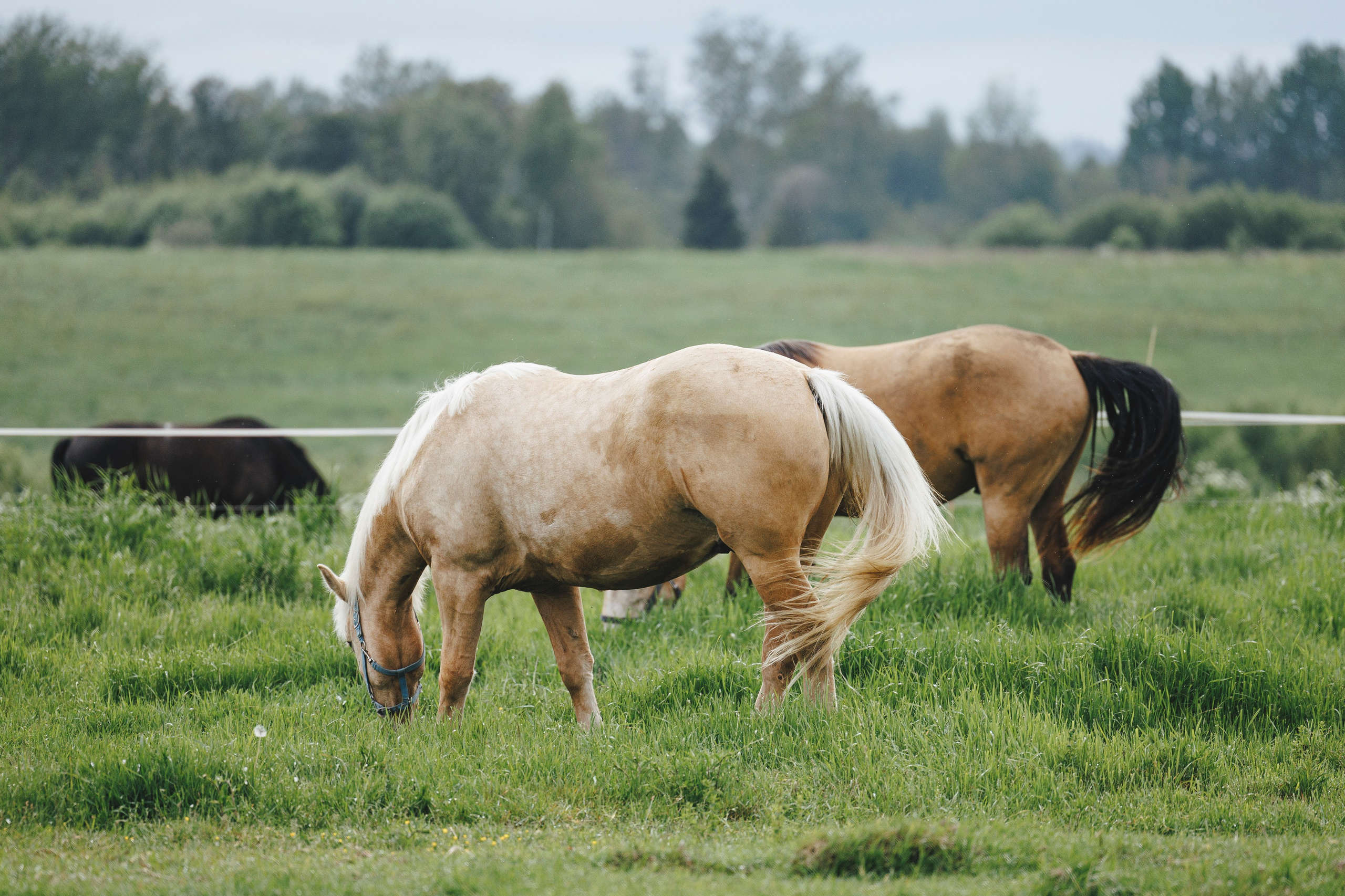 Керро поле. Фотограф-анималист Анна Маринич