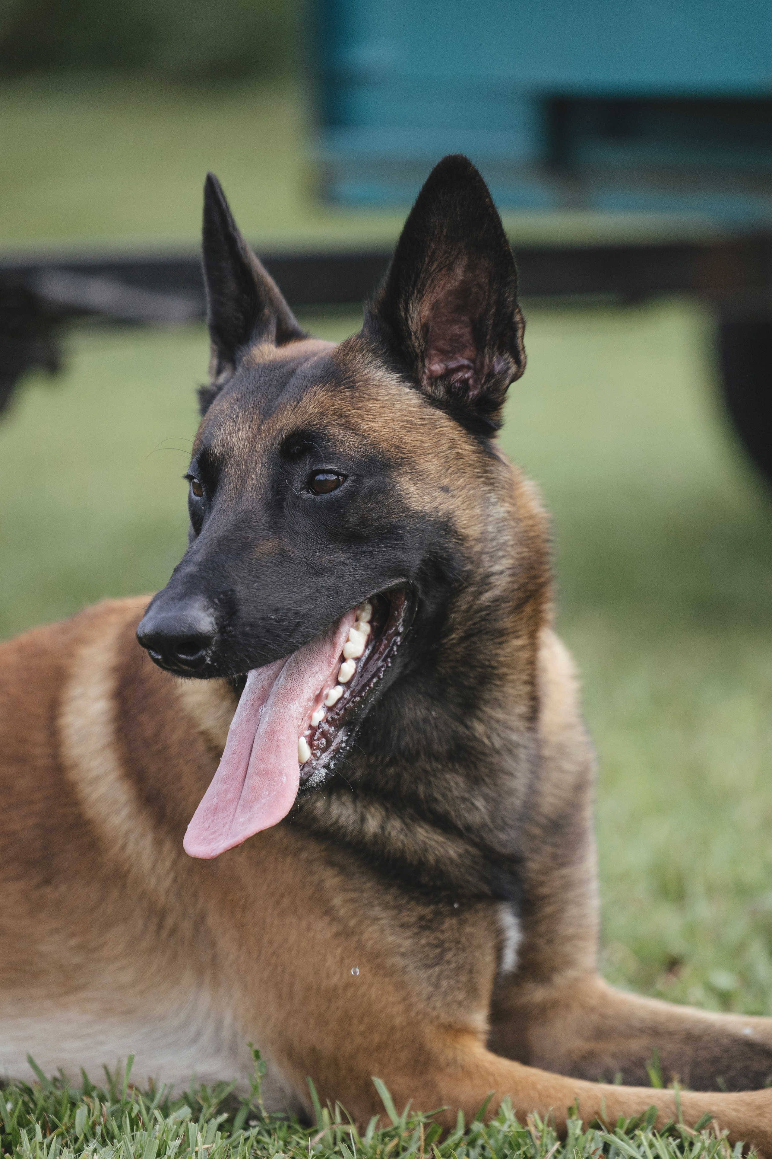 08.08.25-10.08.25 ЧР по мондьорингу г. Вологда. Фотограф-анималист Анна Маринич