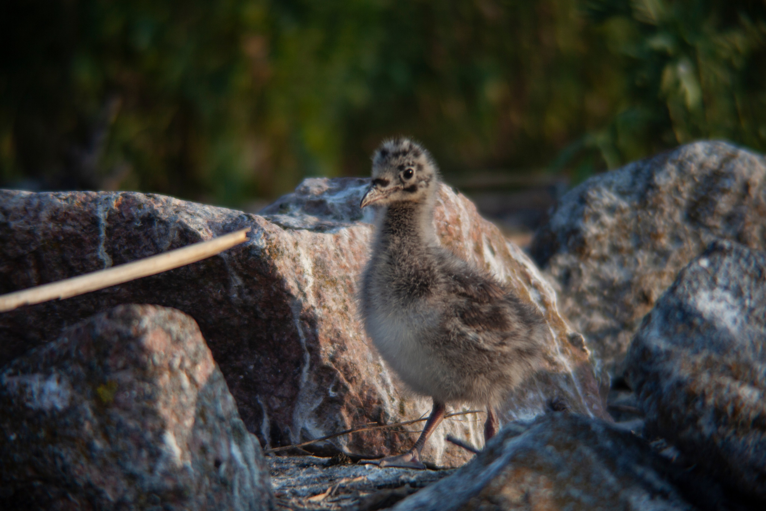 Птичий базар на заливе. Фотограф Адигамова Юлия в Петербурге