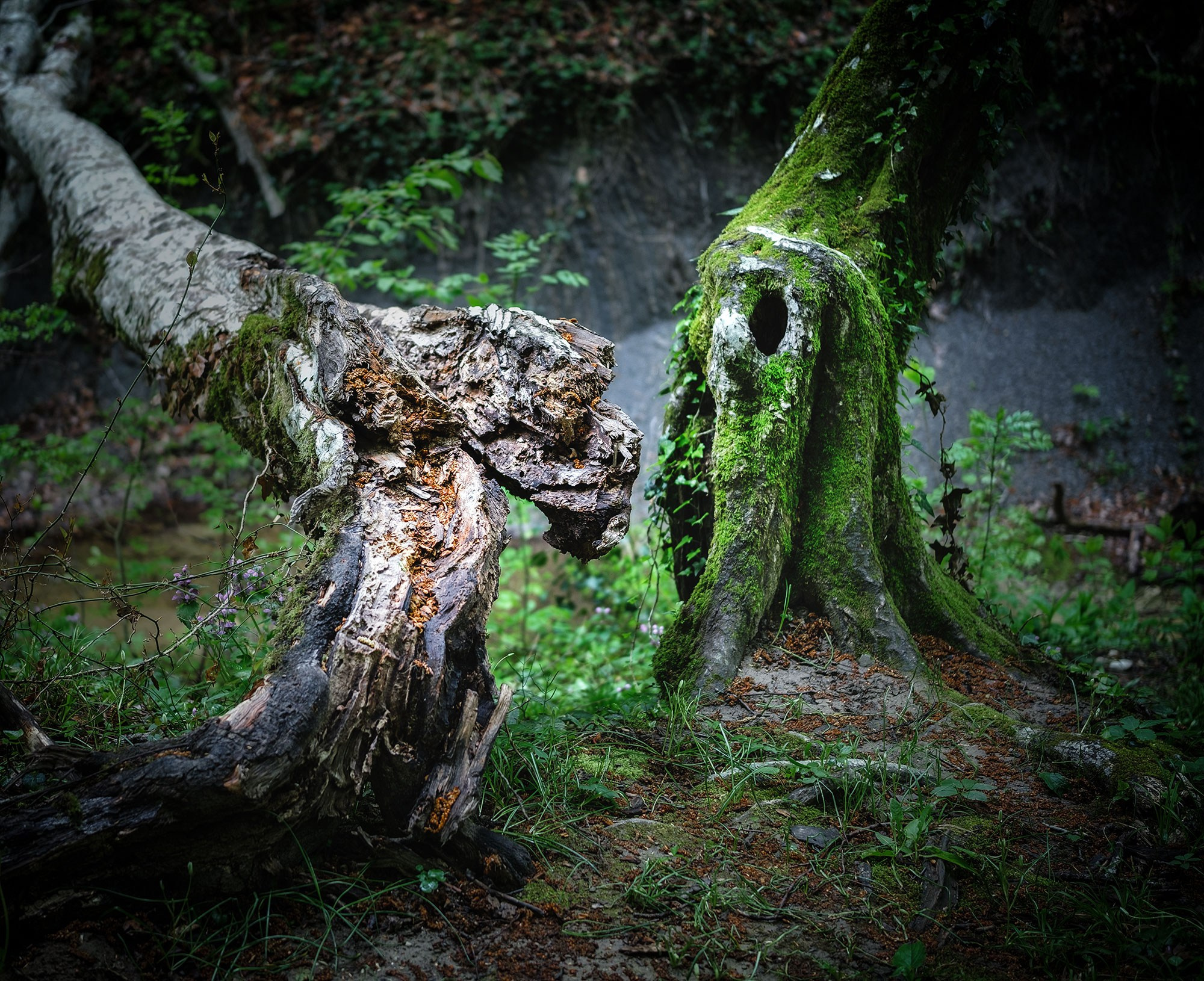 Свадебный фотограф в Геленджике