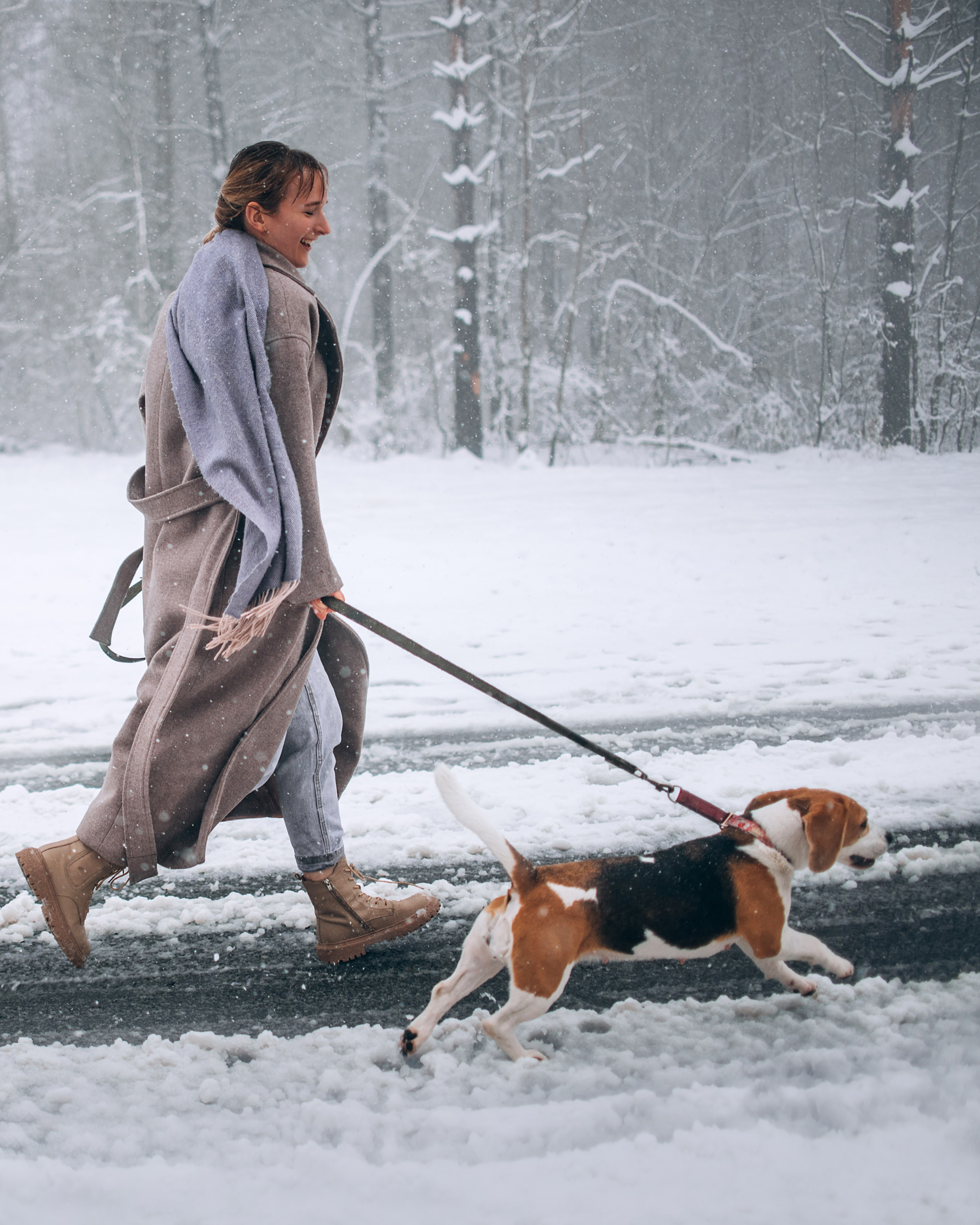 Прогулка с собаками: бигли и Лена. Портфолио