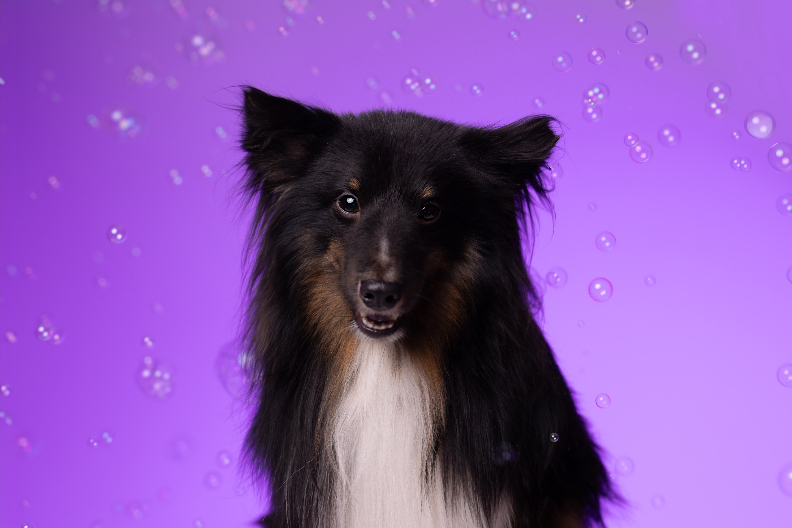 Неон 2 (фотодень). Фотограф анималист Кристина Карпова, Москва