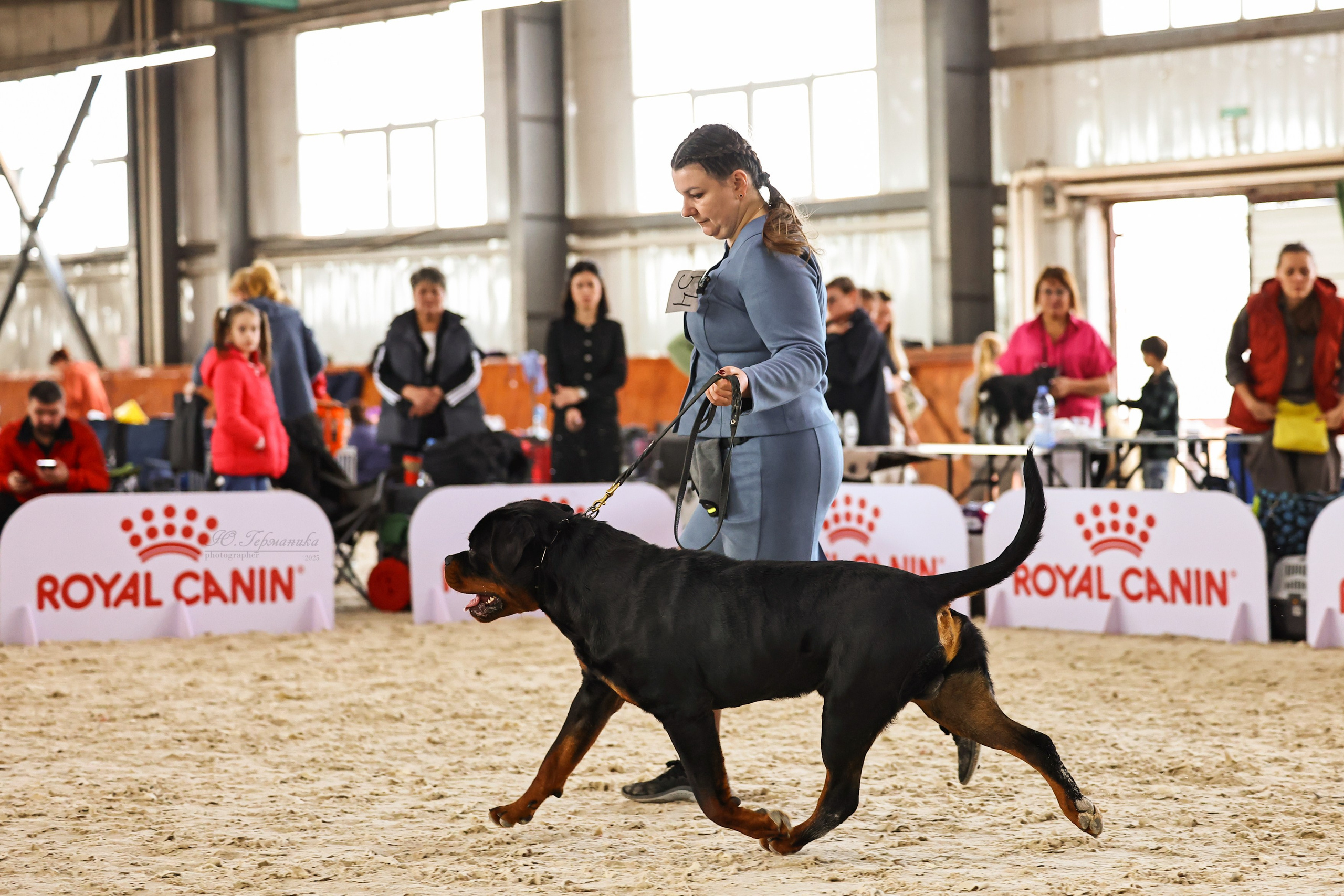 Астана 2хCACIB 26-28.09.2025. Фотограф-анималист Юлия Германика