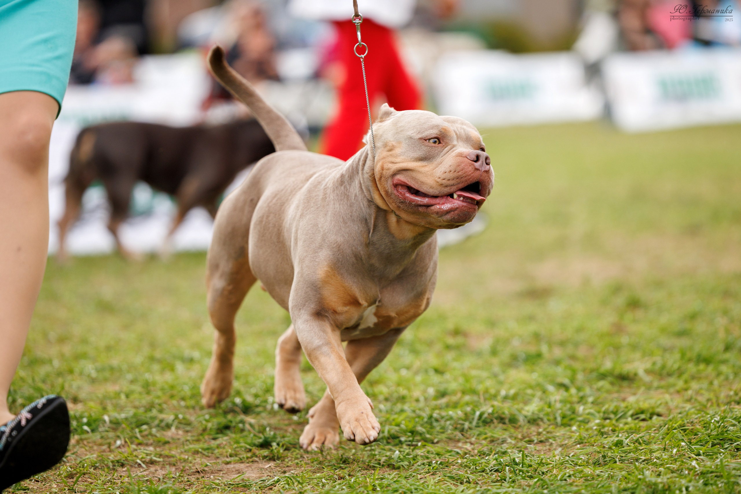 Переславль 5-7.08.2025. Фотограф-анималист Юлия Германика