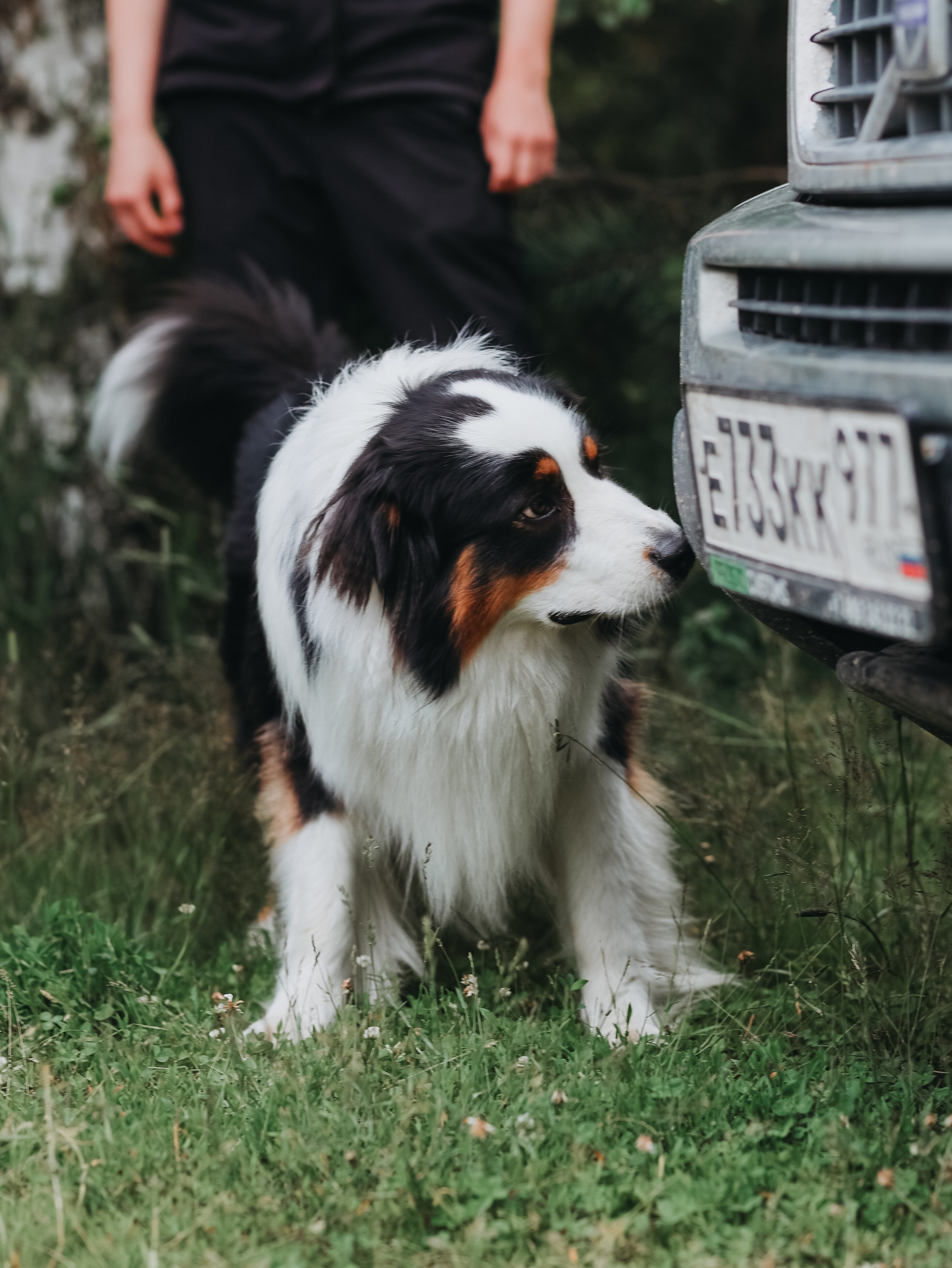 Лагерь ноузворк. Фотограф-анималист в Москве Кириллова Татьяна