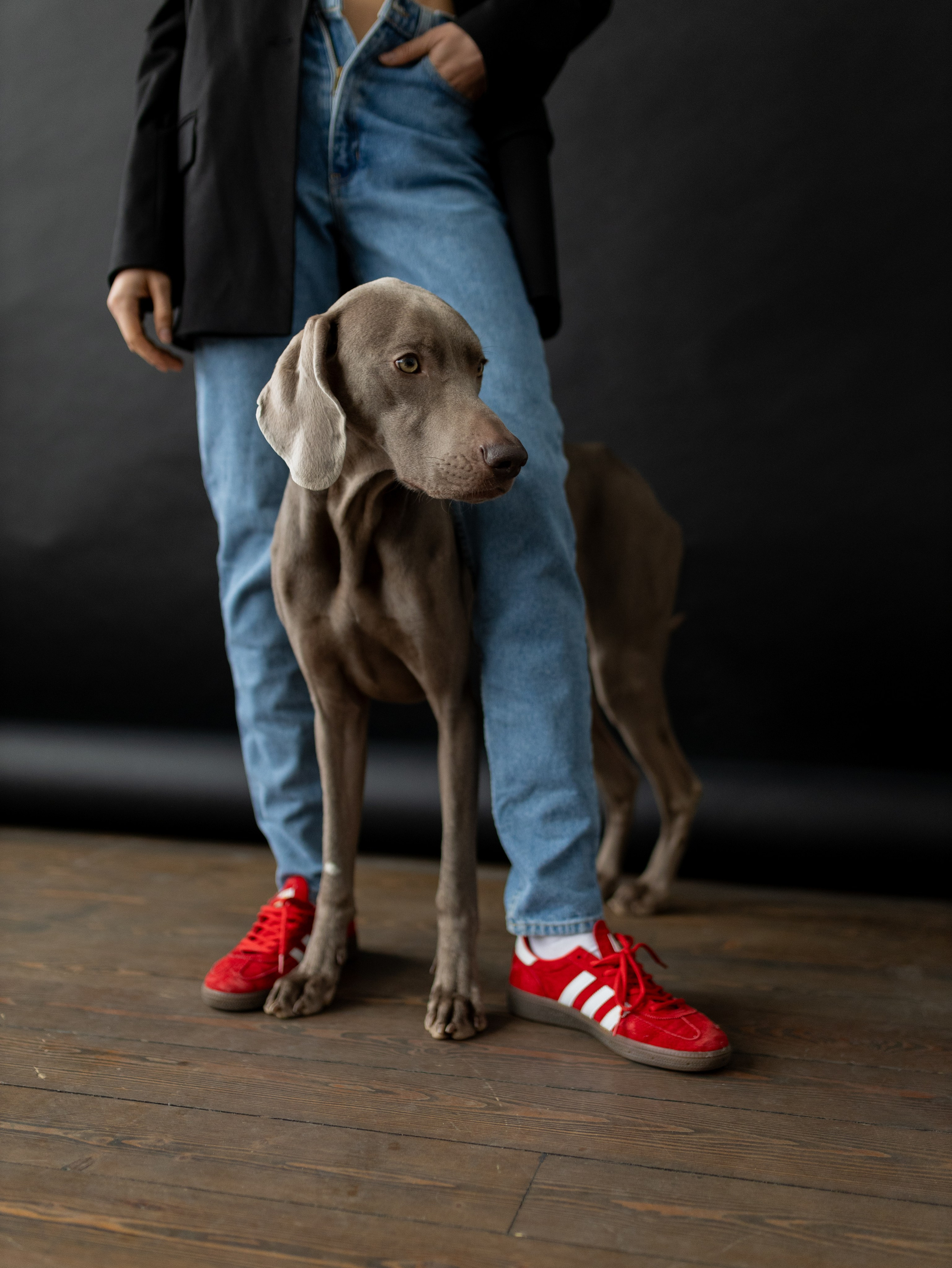 Сенча и Даша. Фотограф-анималист в Москве Кириллова Татьяна