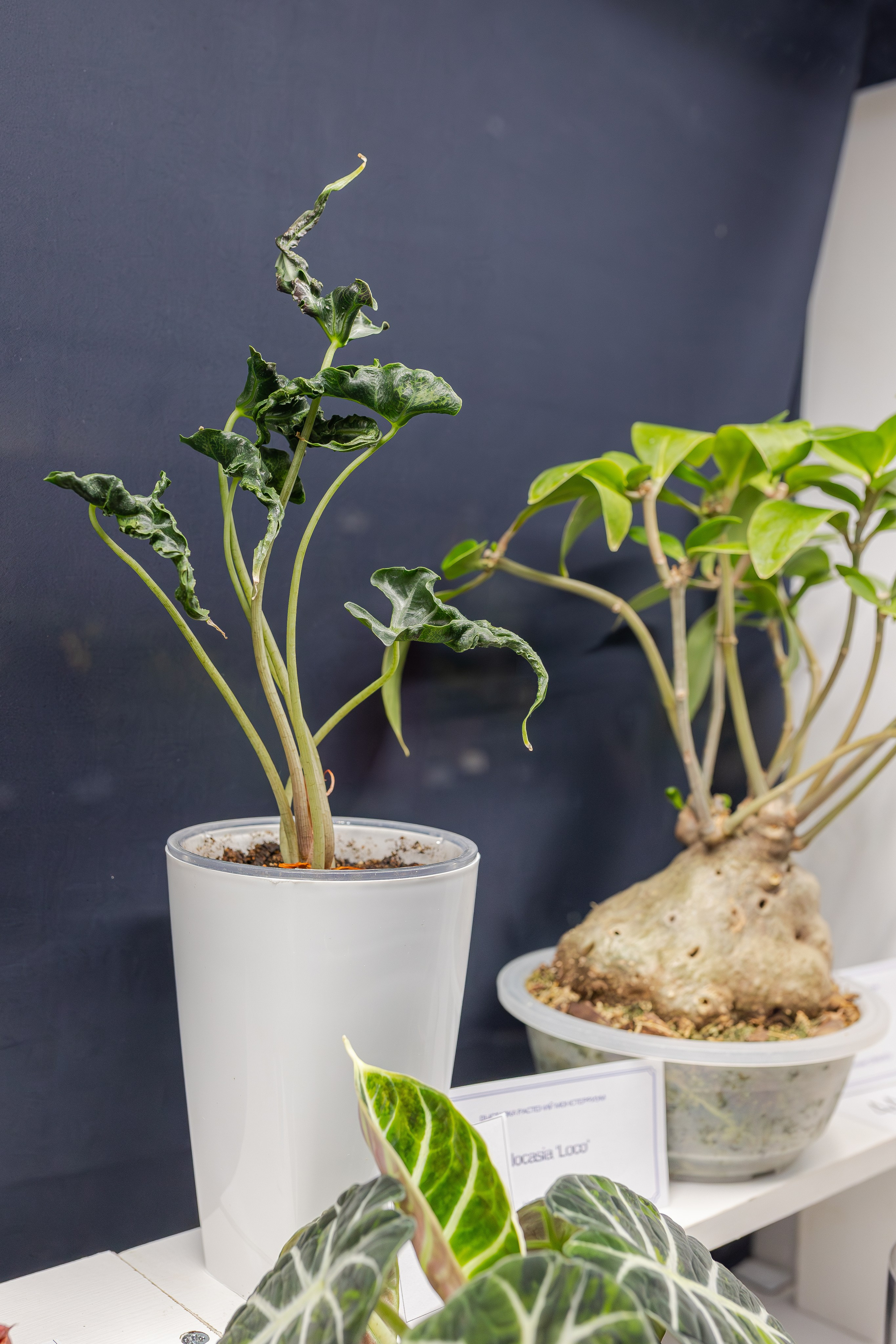 Монстериум апрель 2026. Александра Куликова фотограф, Москва