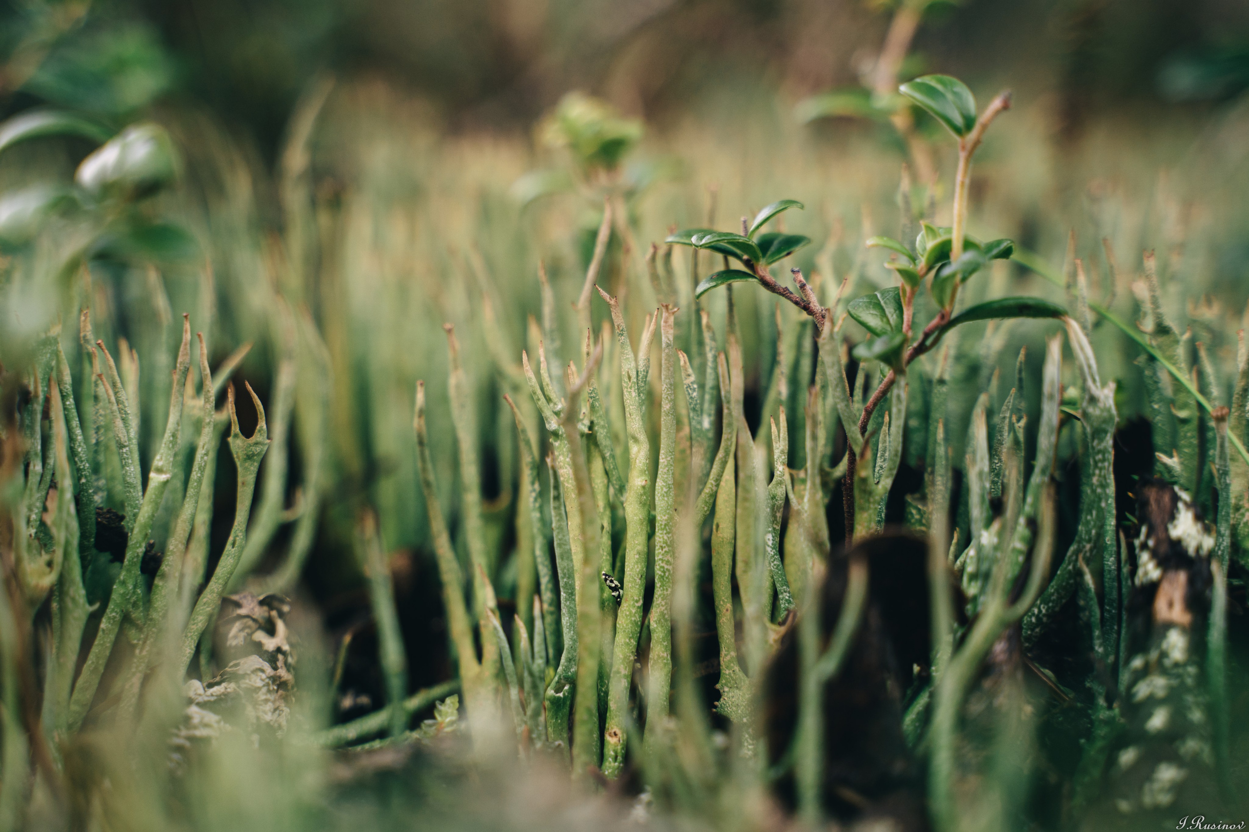 ХИБИНЫ 2021 г. Event фотограф Степанова Александра