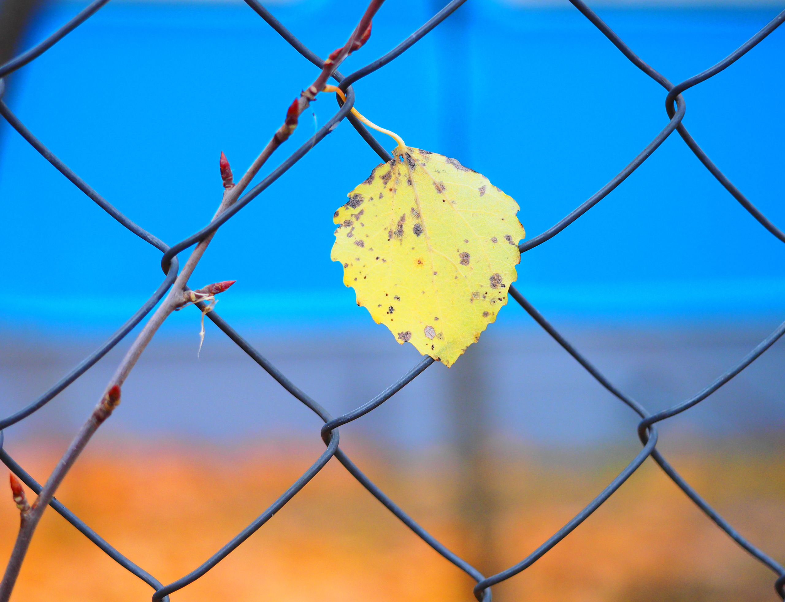 Not far from Moscow. Фотограф