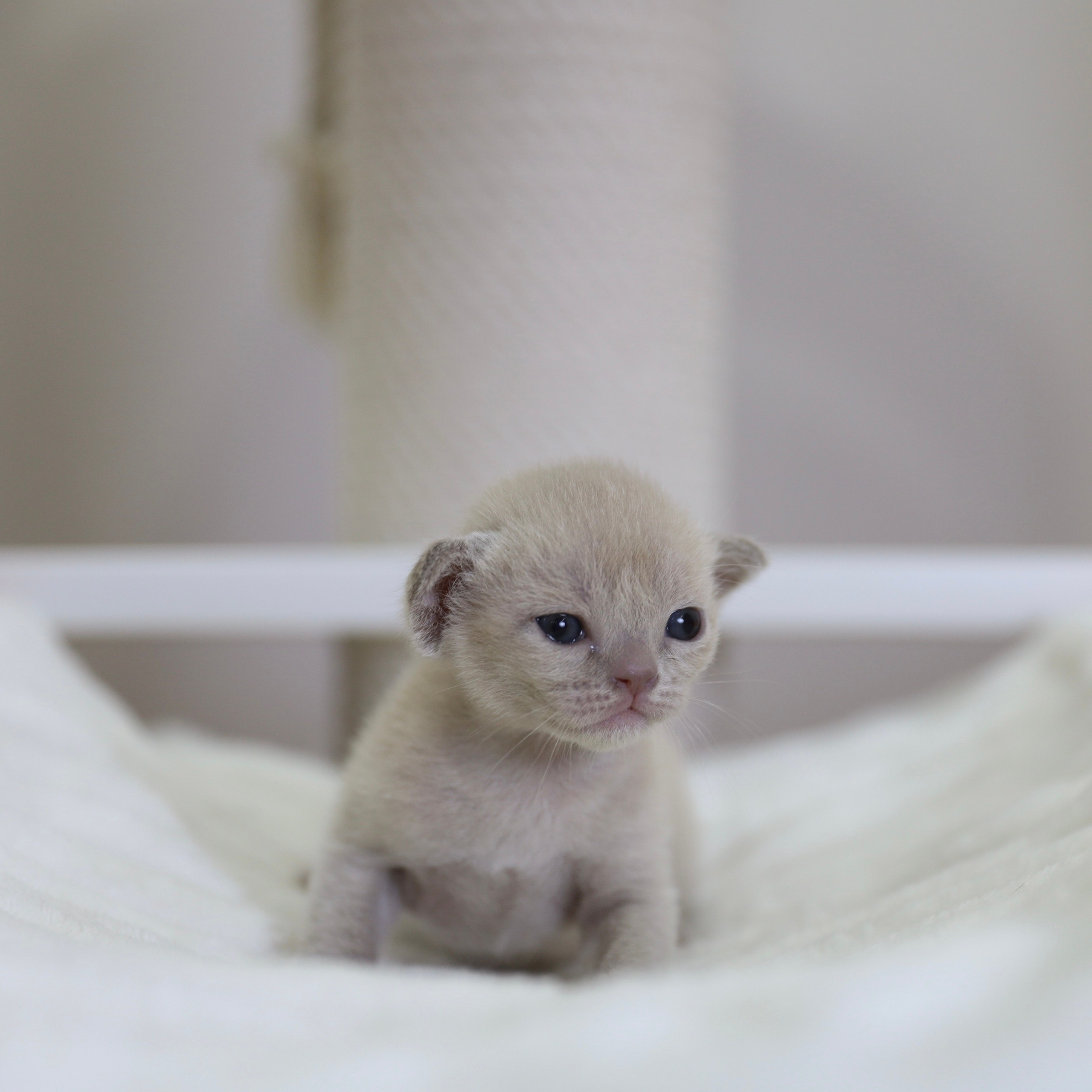 В. Питомник «Bouncy Life»