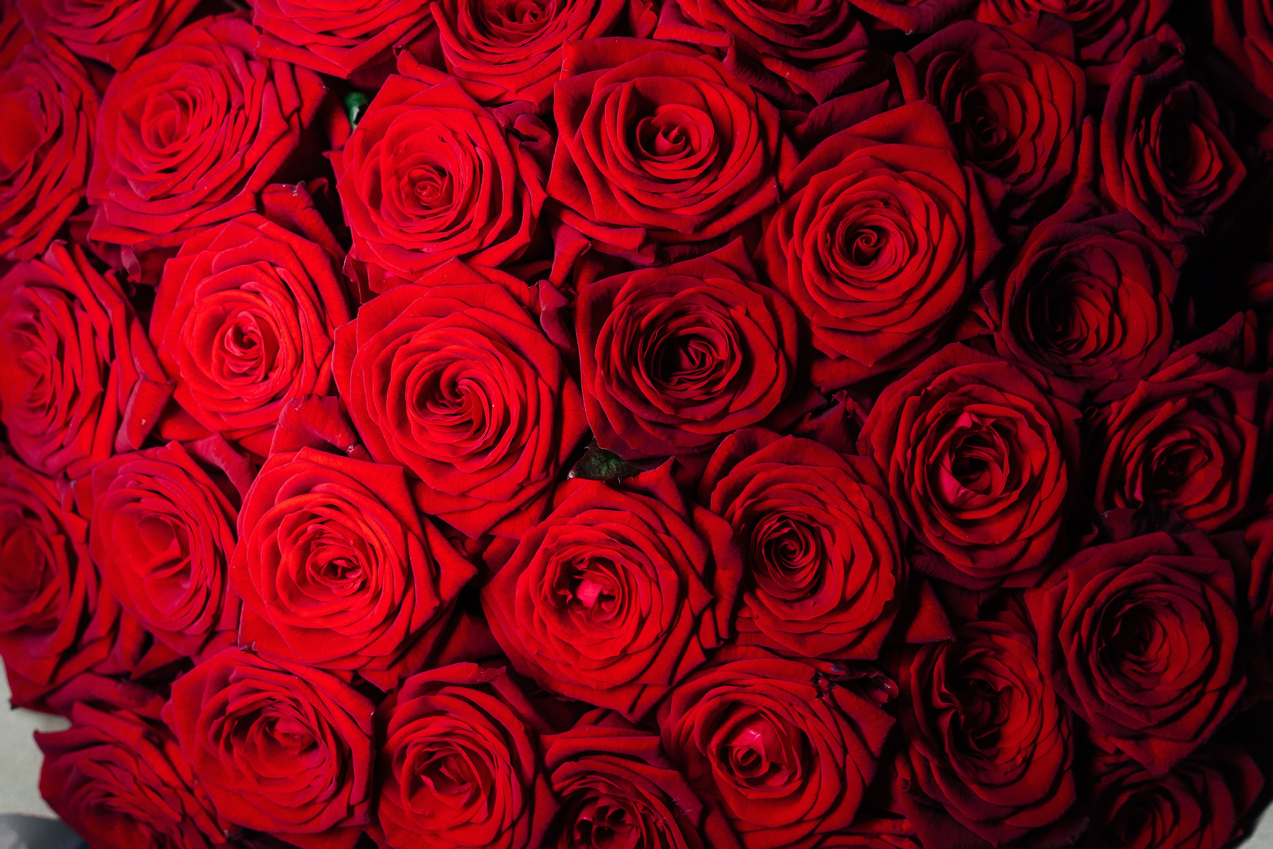 София День Рождения. Lokos.pro Ник Соколов Фото и Видео Москва/Ростов-на-Дону