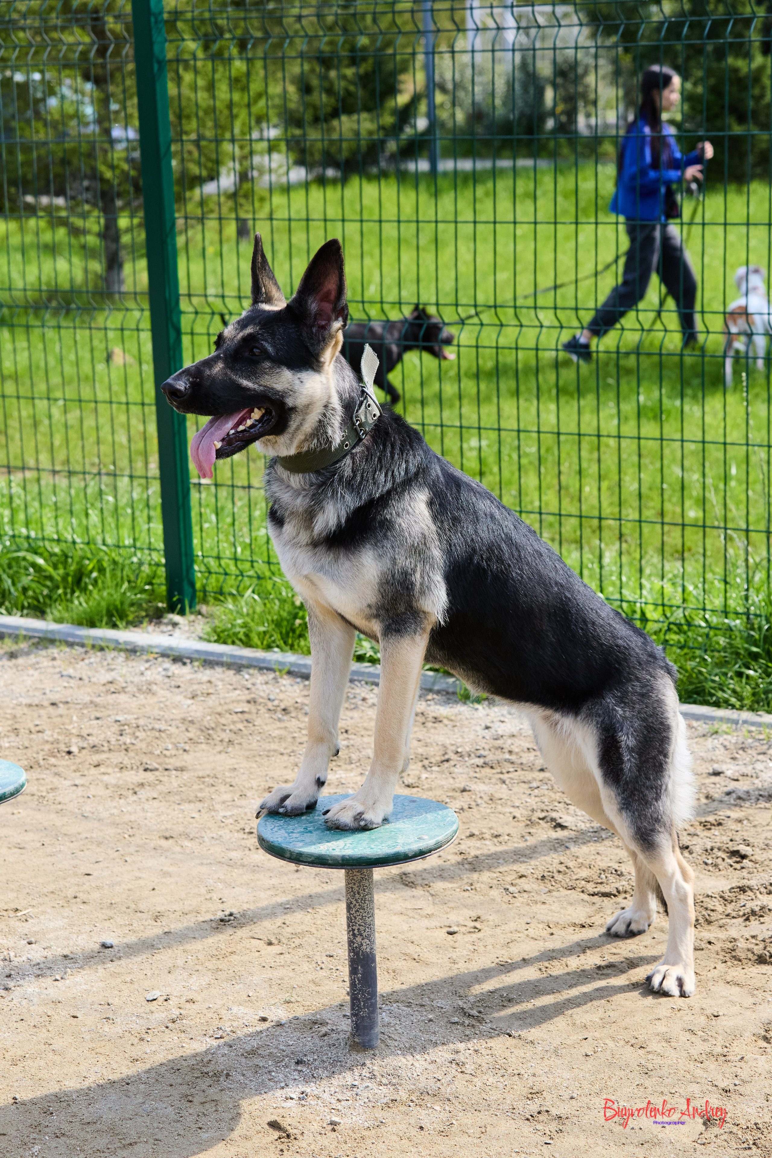 Проект фотопрогулка с хвостиком. Buyvolenko Andrey