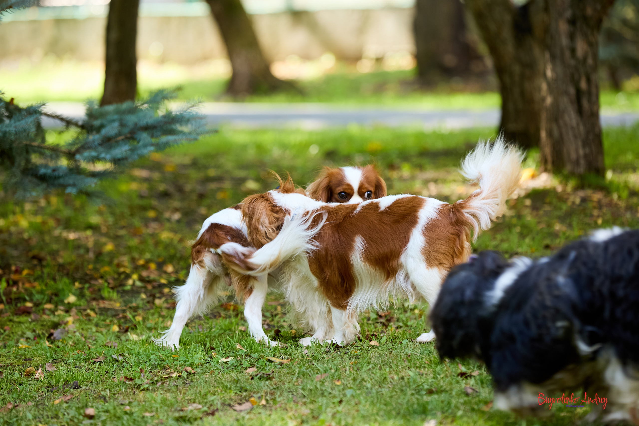 Фотопрогулка с кавалерами. Buyvolenko Andrey
